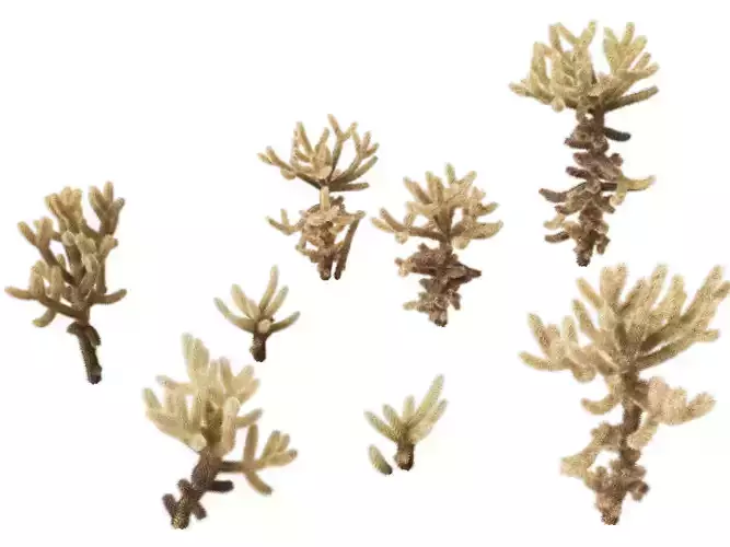 High-Low Poly - Cylindropuntia bigelovii - the teddy-bear cholla Low-poly 3D model