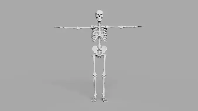 Human Skeleton