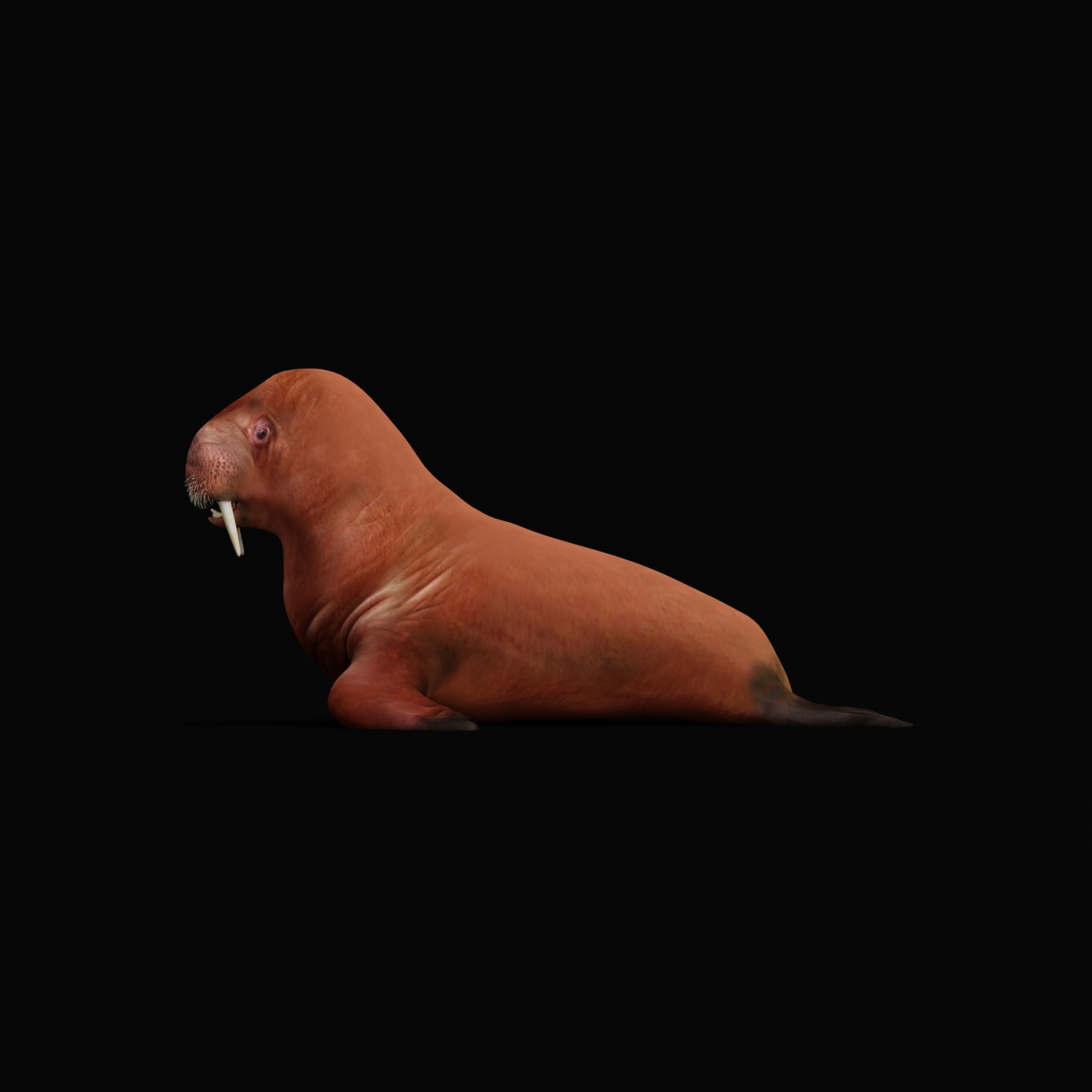 Walrus Low-poly 3D model_32