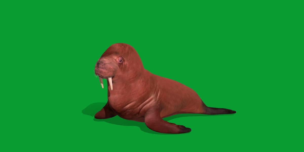 Walrus Low-poly 3D model_22