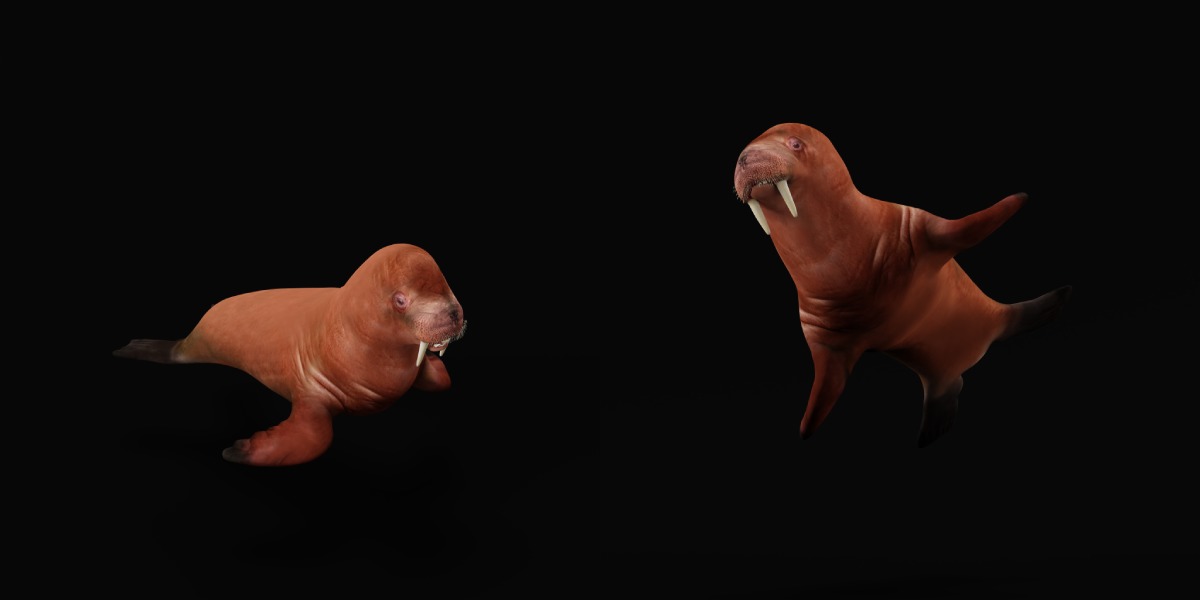 Walrus Low-poly 3D model_15