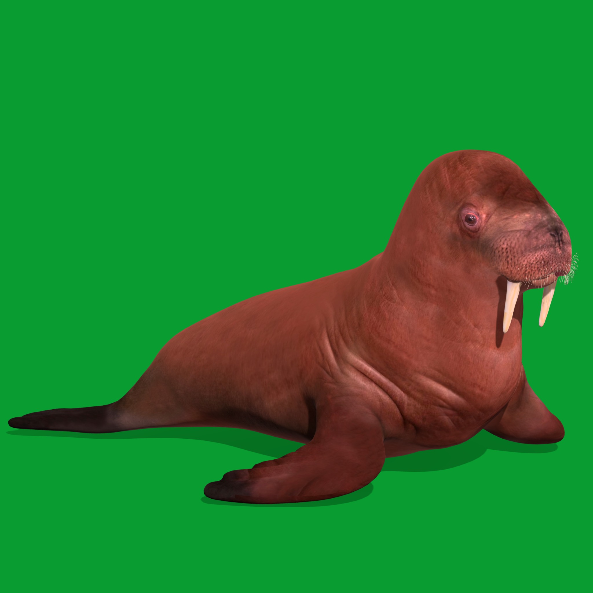 Walrus Low-poly 3D model_19