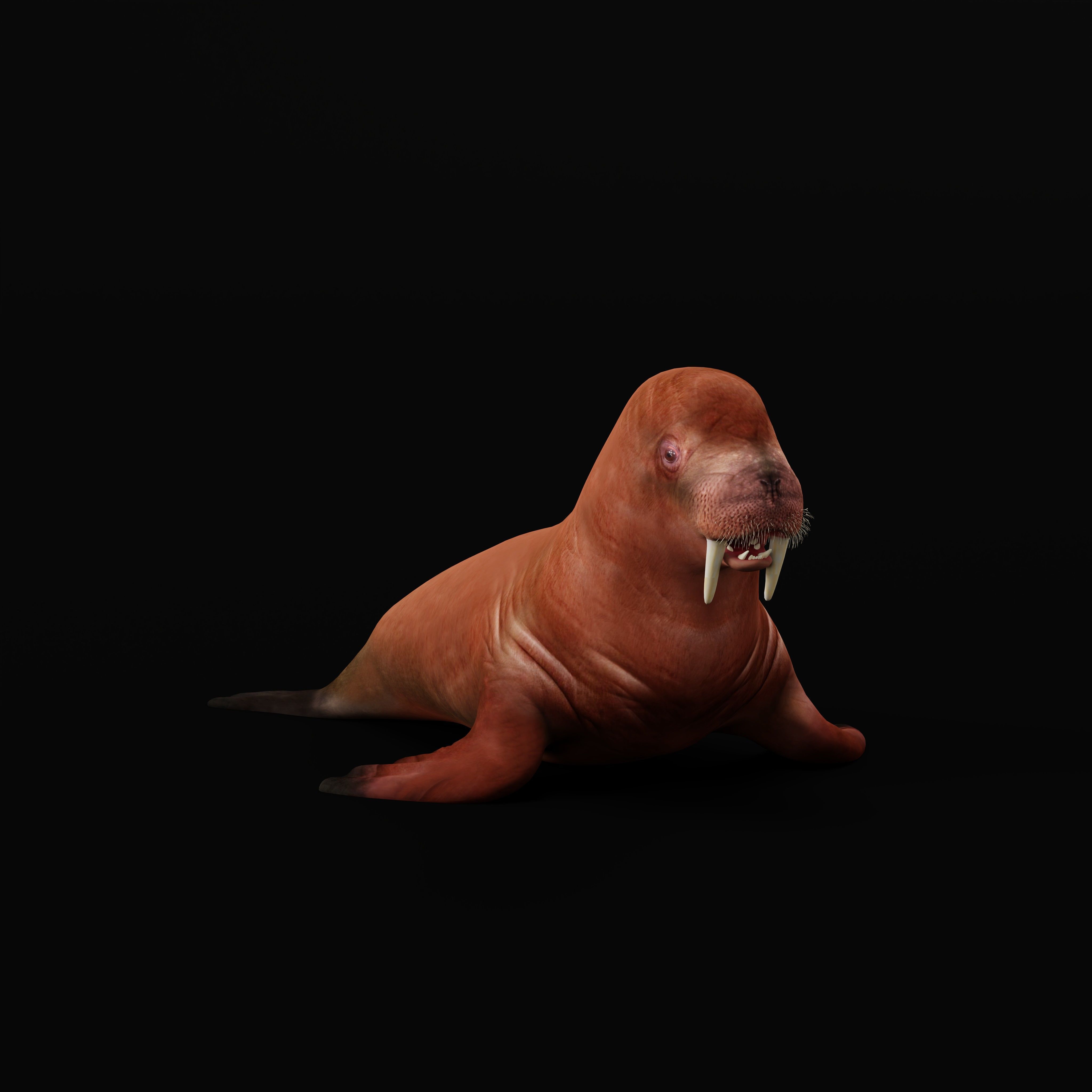 Walrus Low-poly 3D model_31