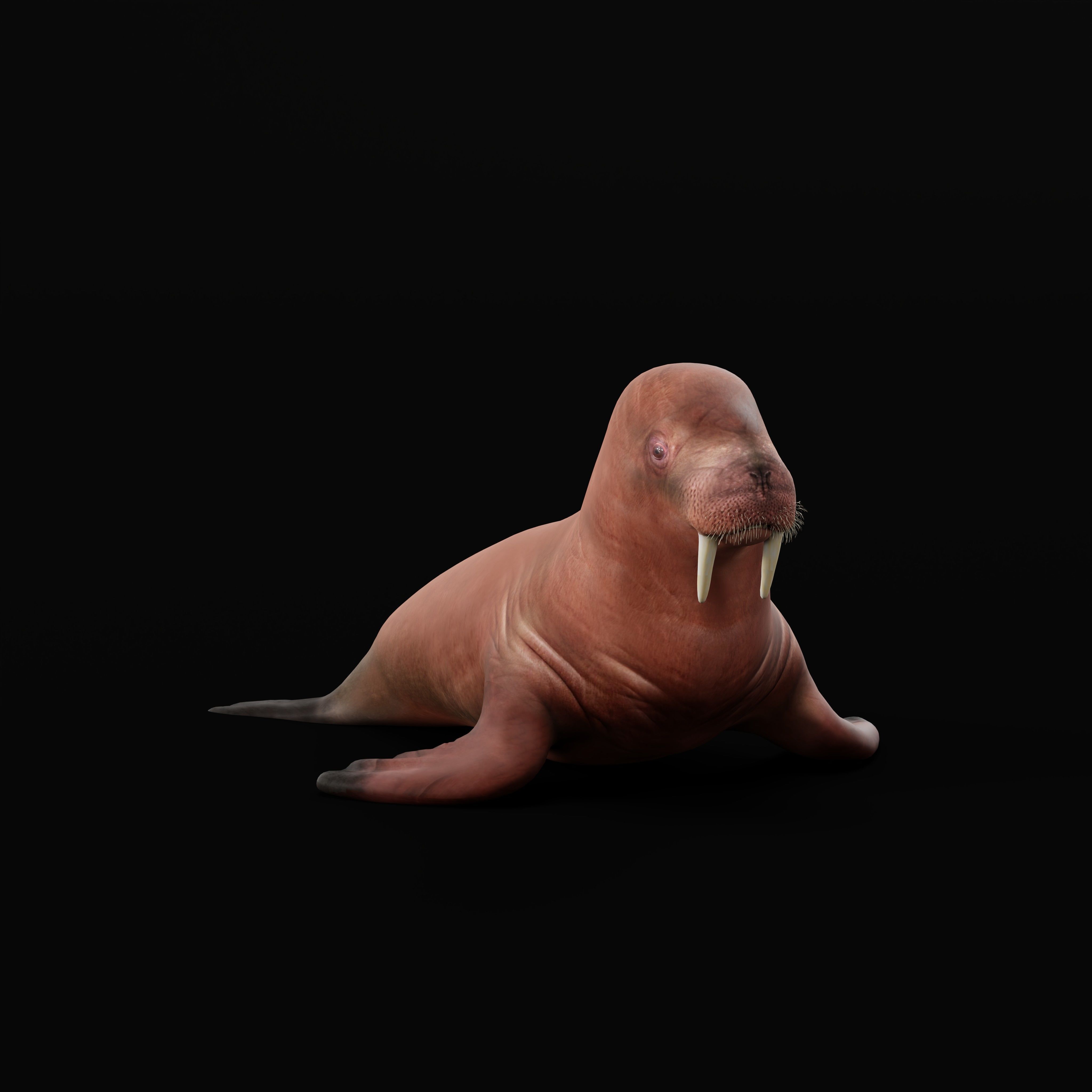 Walrus Low-poly 3D model_28