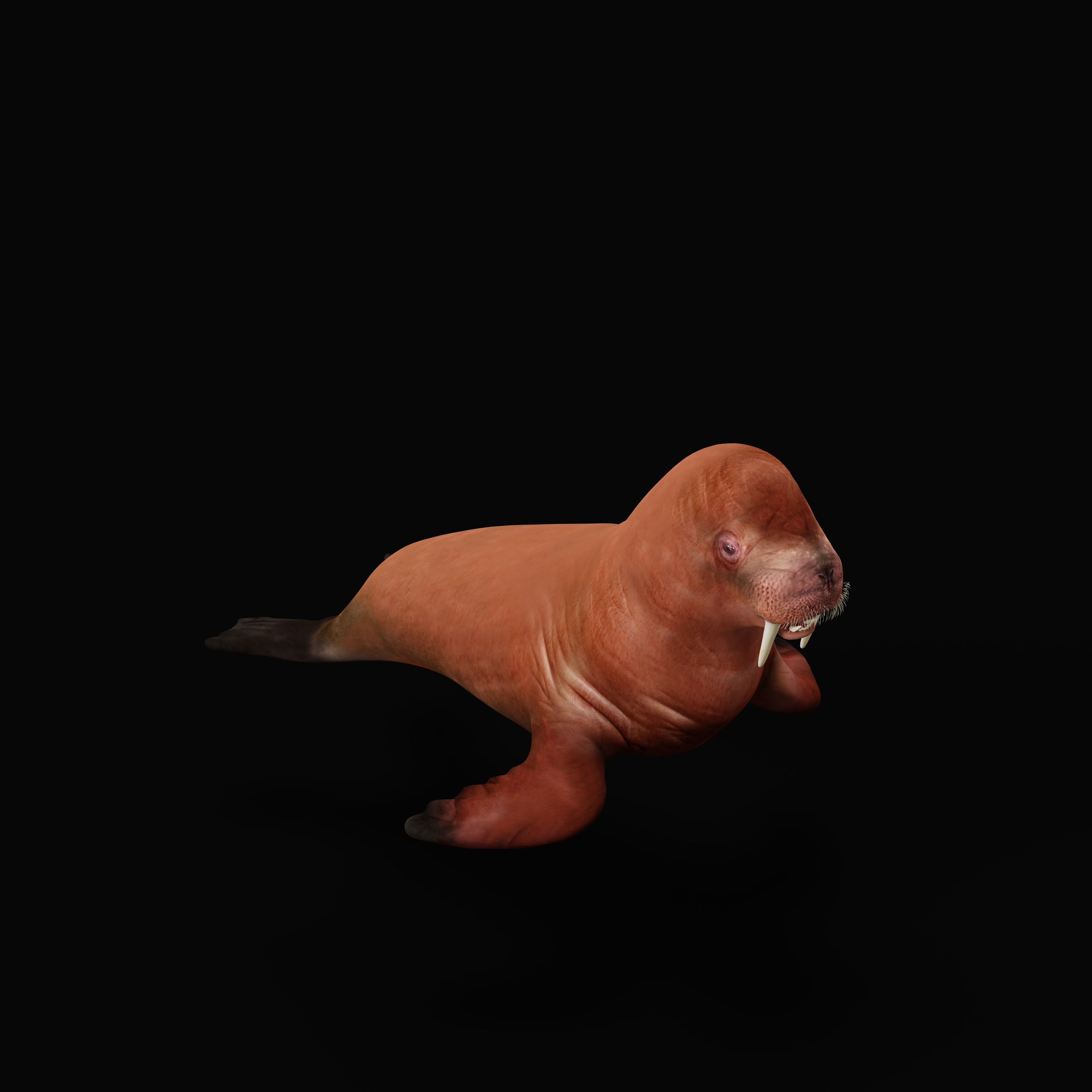 Walrus Low-poly 3D model_33