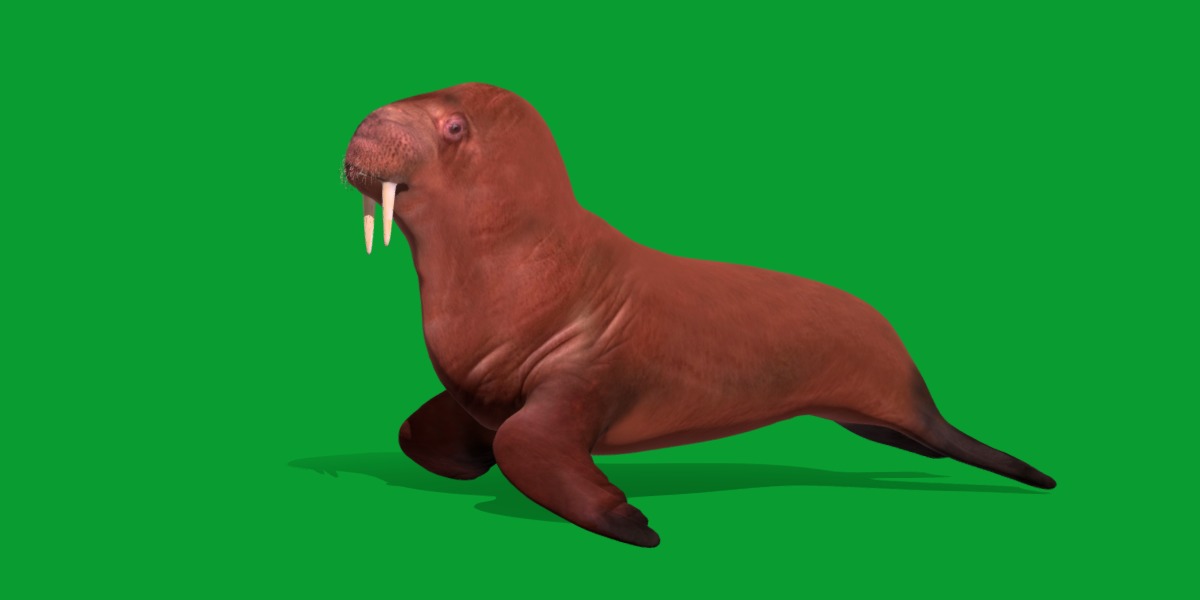 Walrus Low-poly 3D model_16
