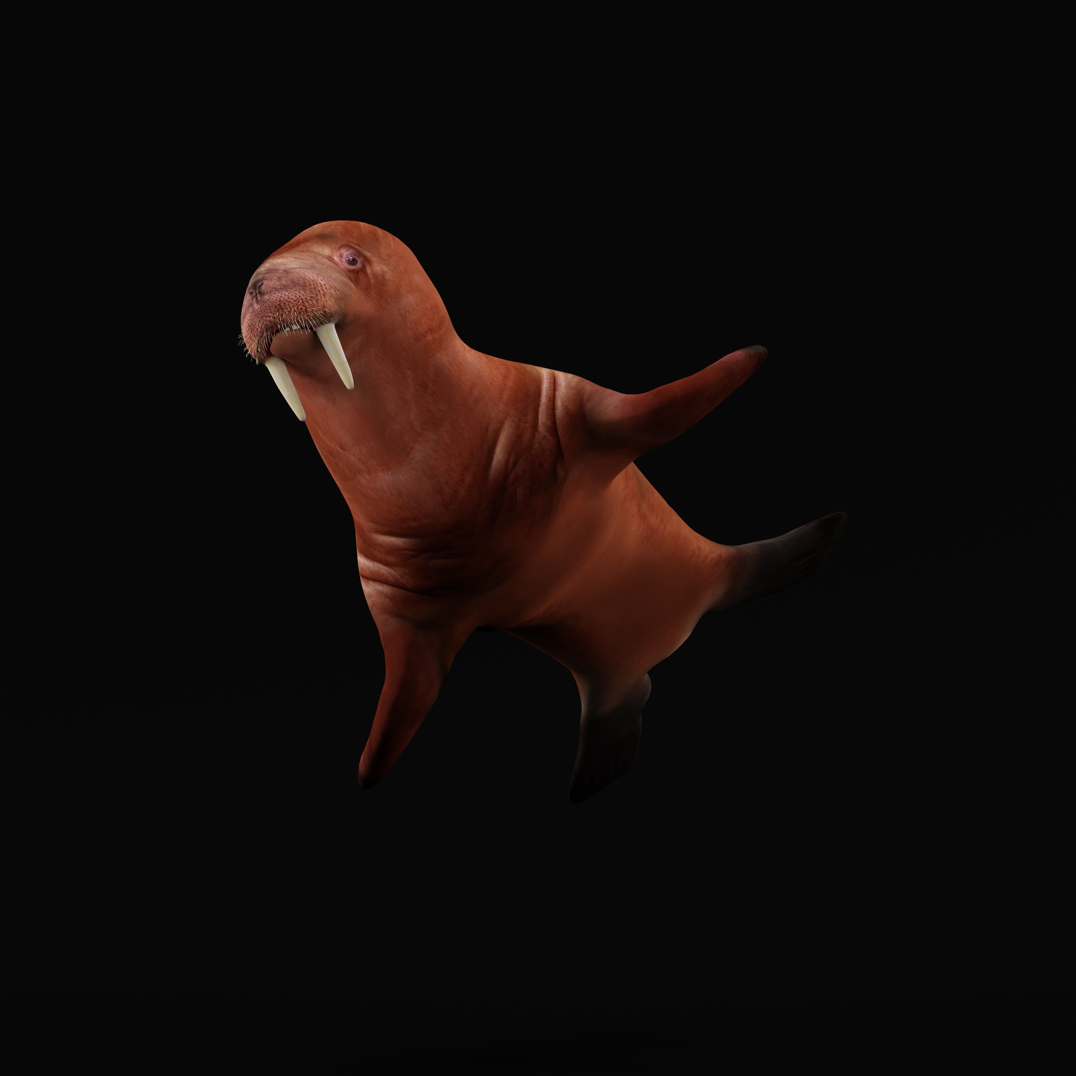 Walrus Low-poly 3D model_35