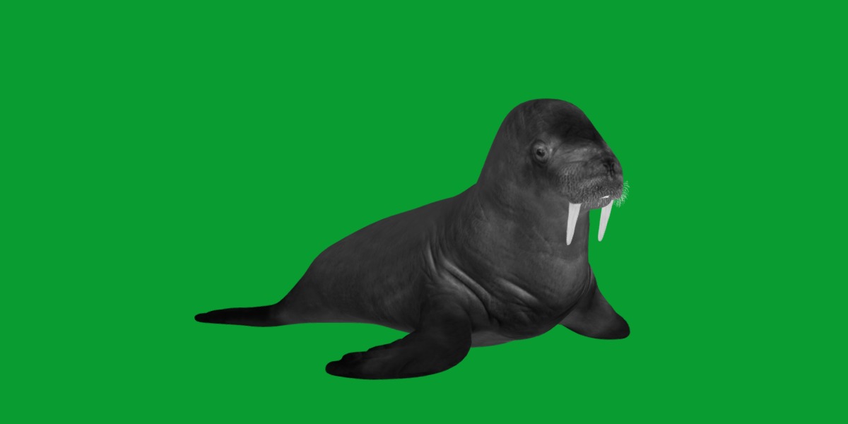 Walrus Low-poly 3D model_9