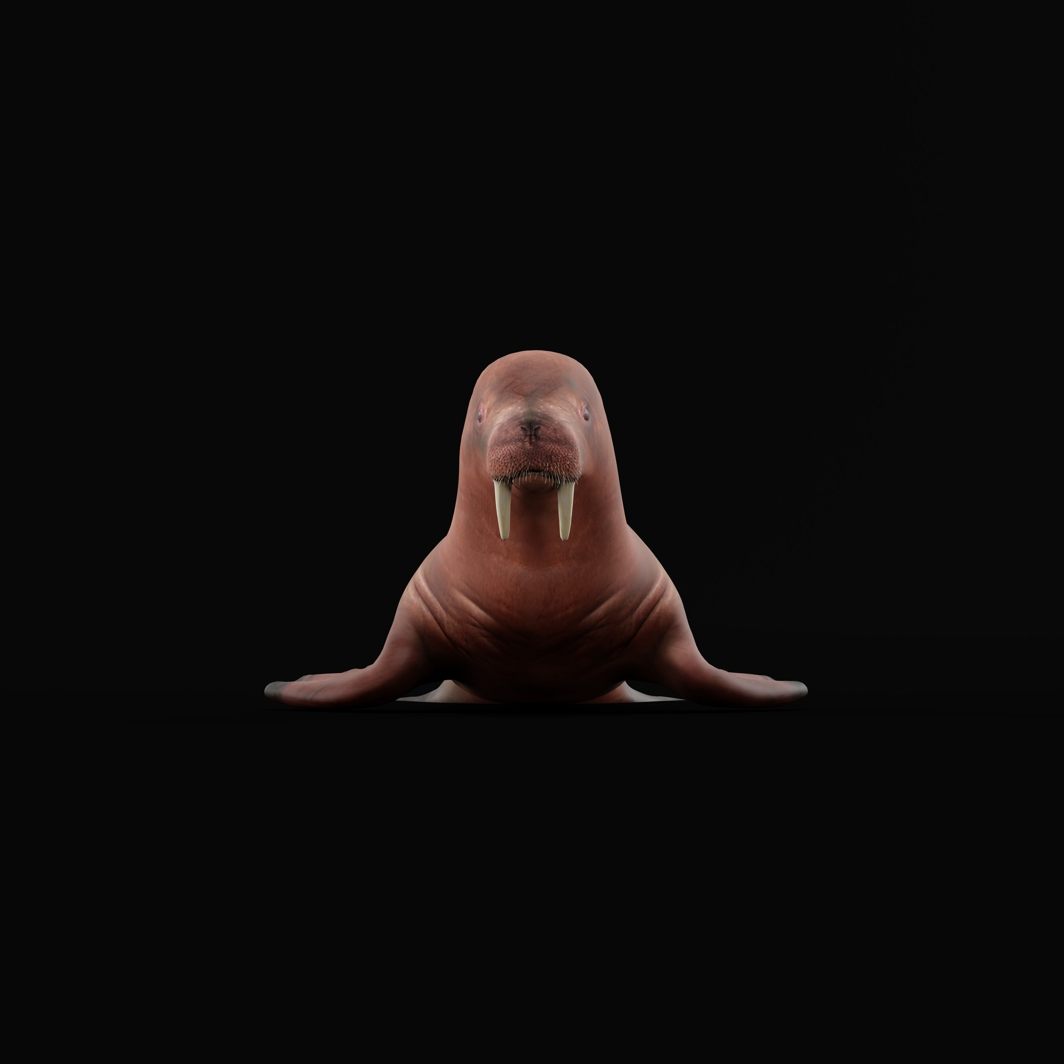 Walrus Low-poly 3D model_29
