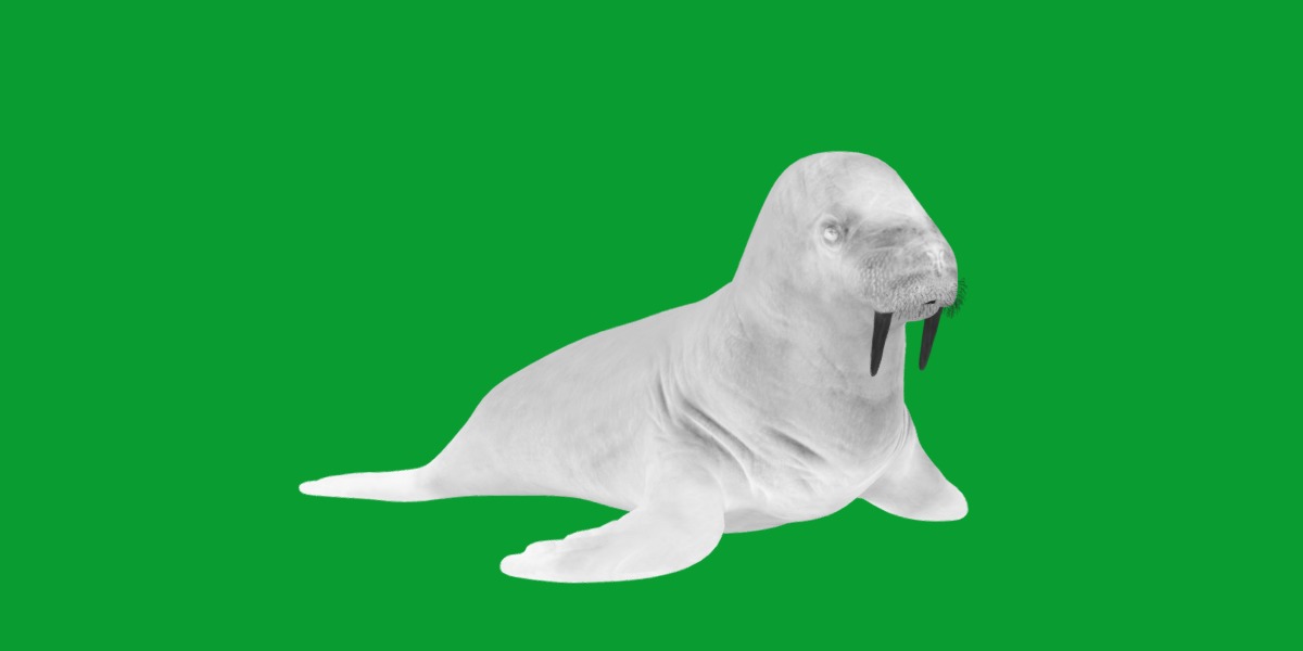 Walrus Low-poly 3D model_8