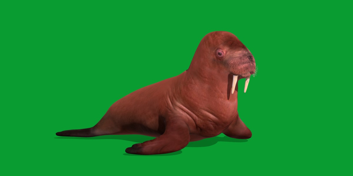 Walrus Low-poly 3D model_3