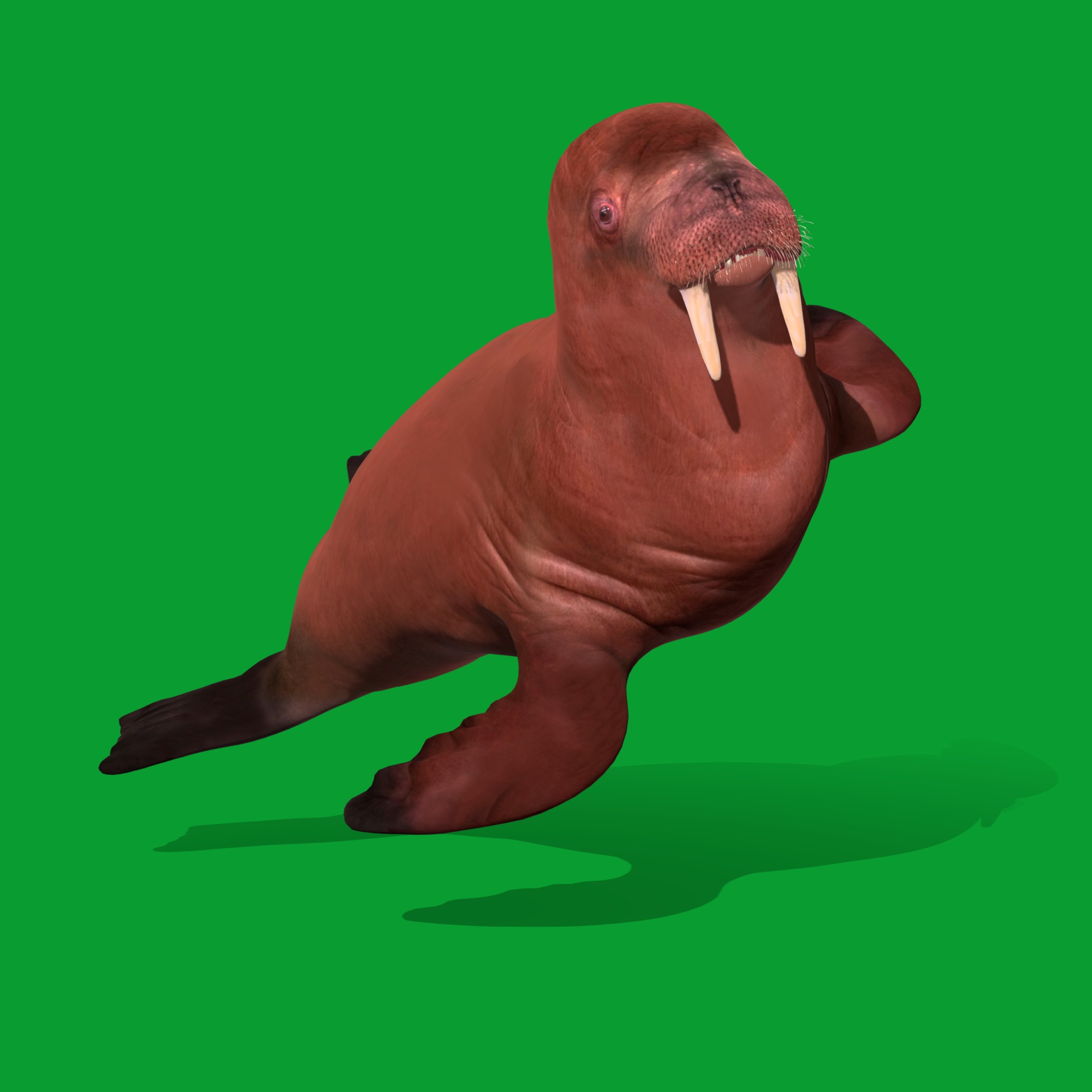 Walrus Low-poly 3D model_20