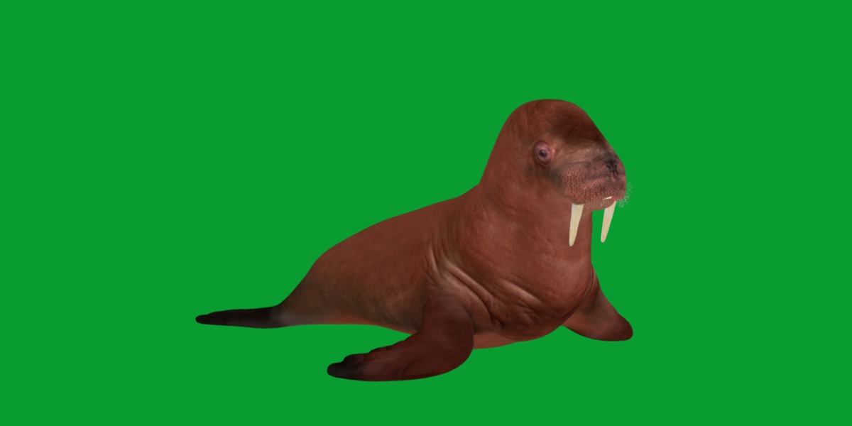 Walrus Low-poly 3D model_5