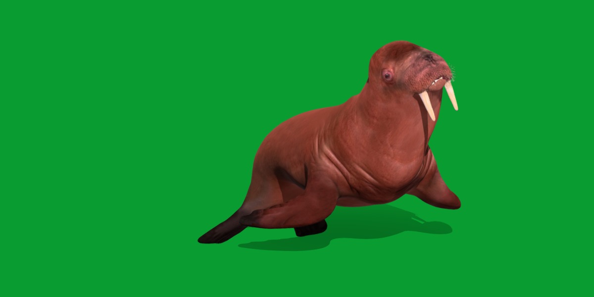 Walrus Low-poly 3D model_21