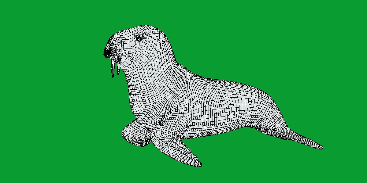 Walrus Low-poly 3D model_13