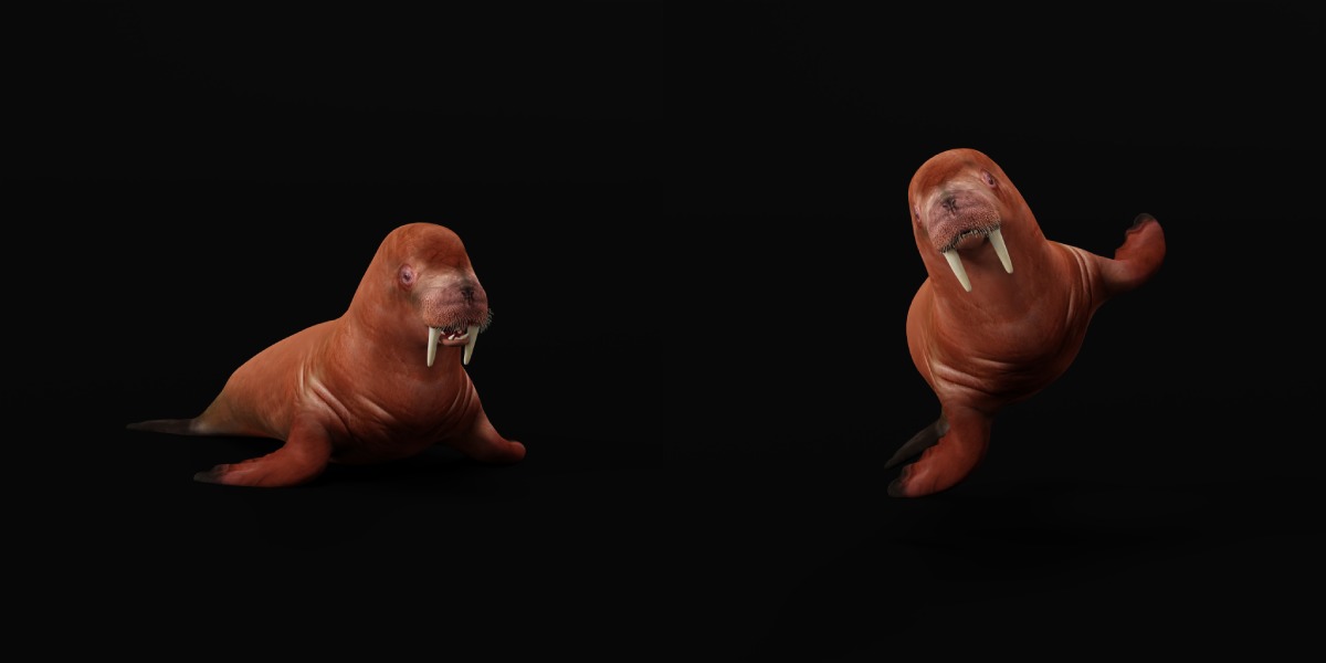 Walrus Low-poly 3D model_4