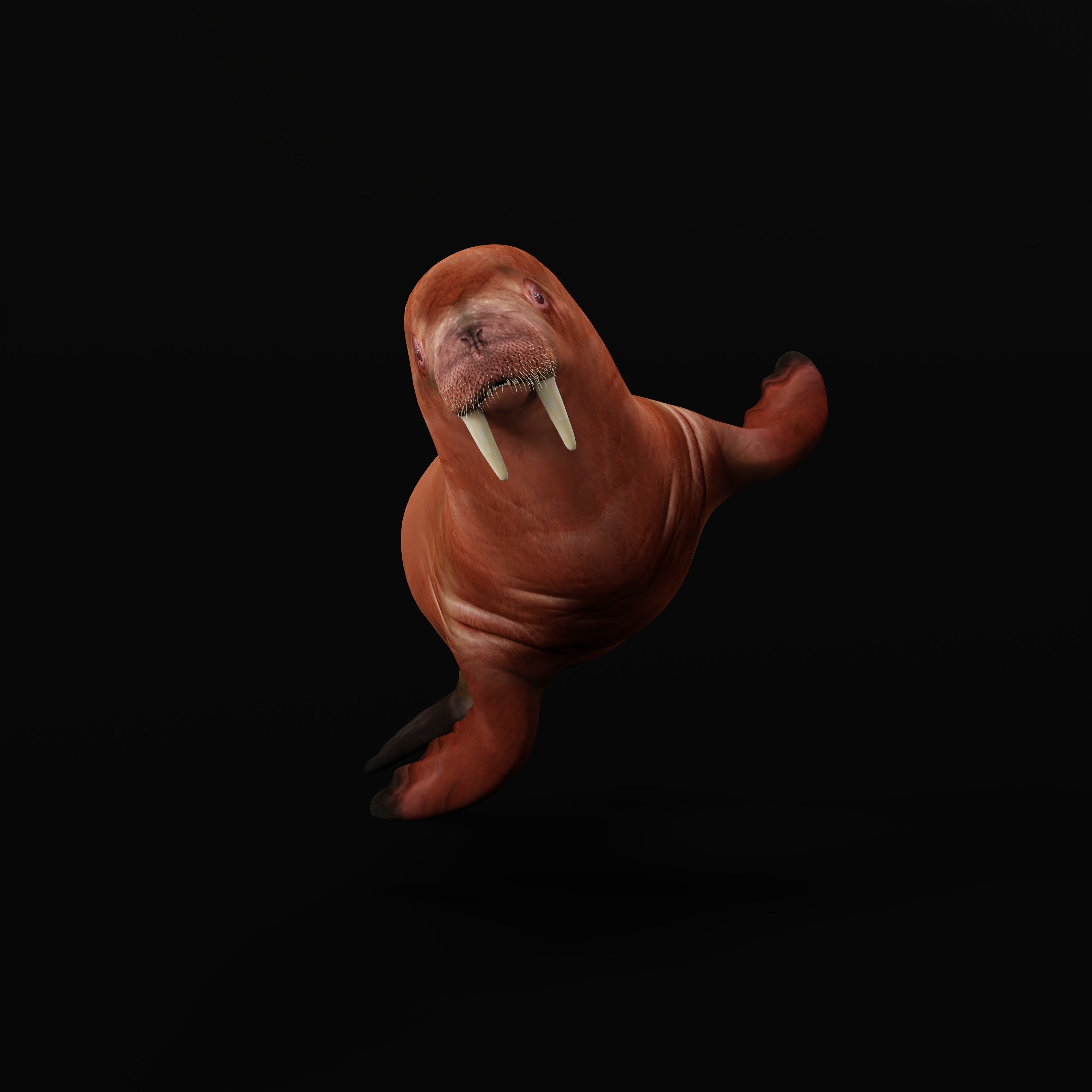 Walrus Low-poly 3D model_34