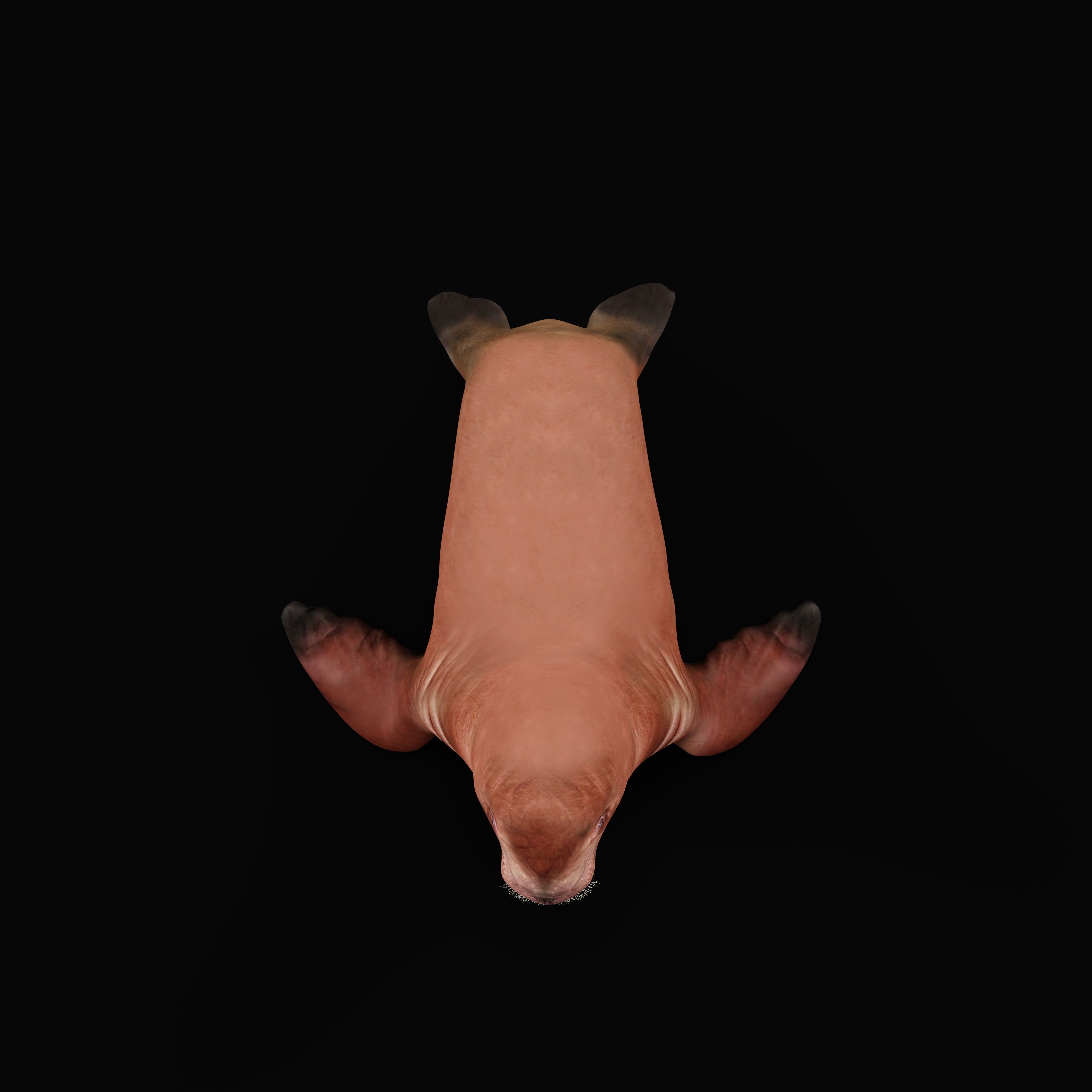 Walrus Low-poly 3D model_30