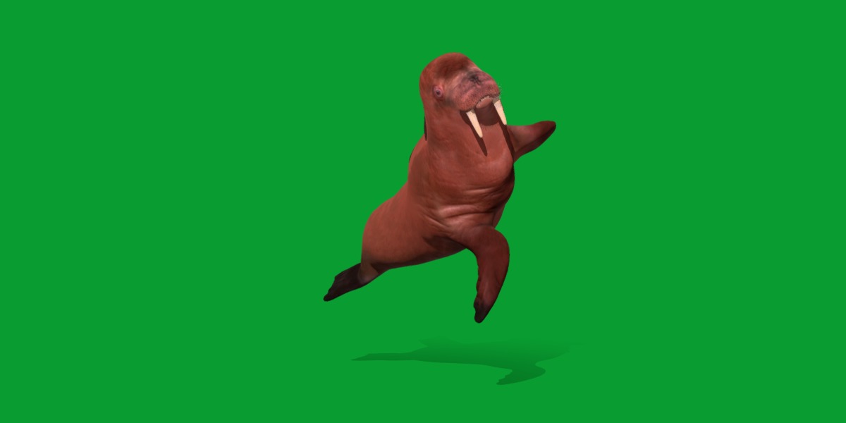 Walrus Low-poly 3D model_23