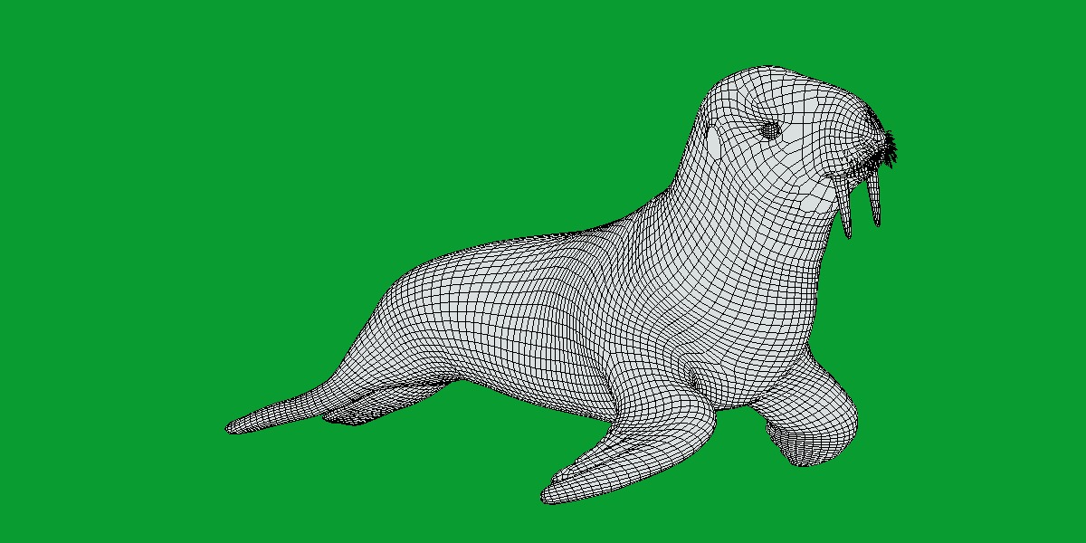 Walrus Low-poly 3D model_12