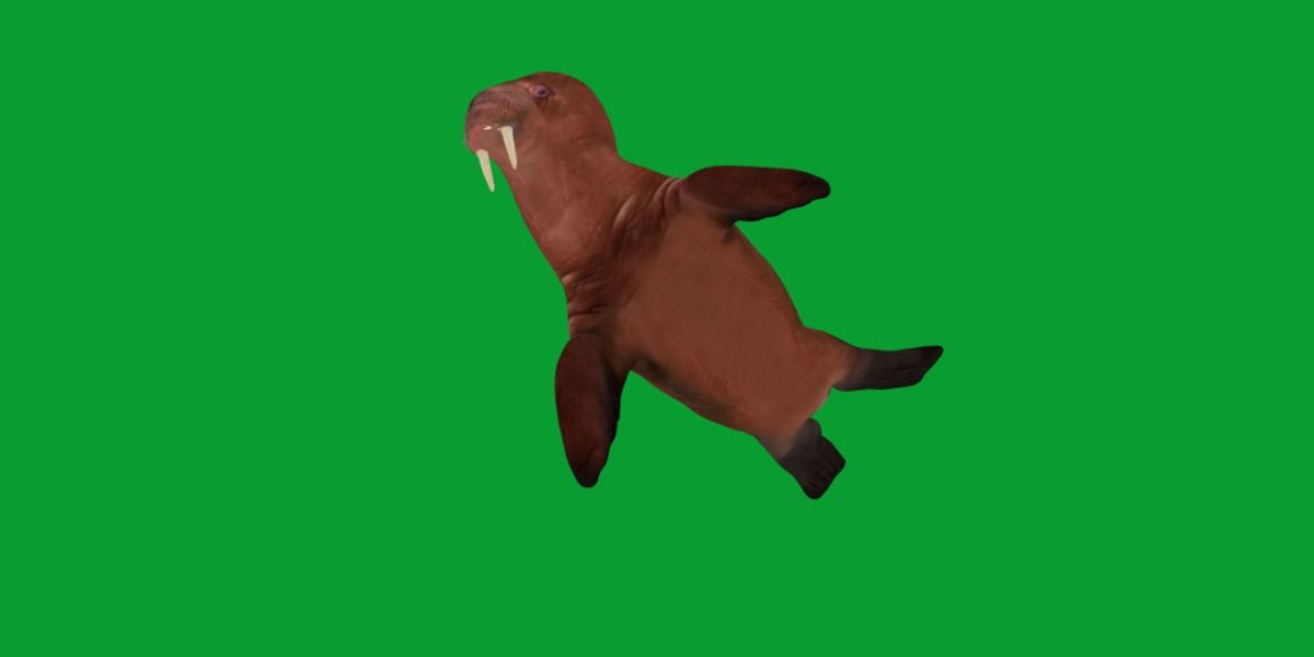 Walrus Low-poly 3D model_27