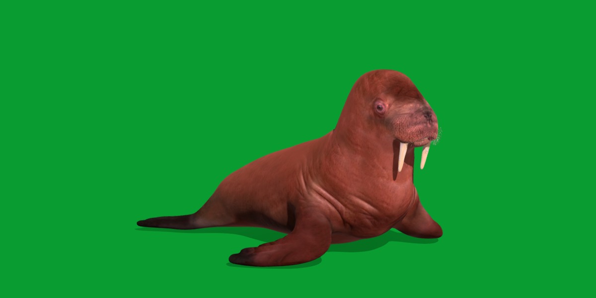 Walrus Low-poly 3D model_6