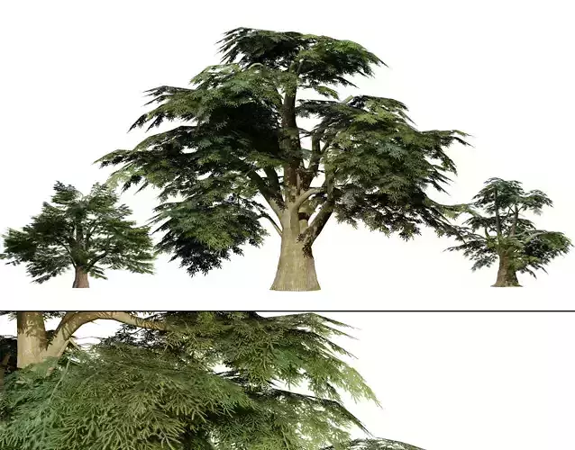 Game Ready Cedar of Lebanon Trees 3d assets
