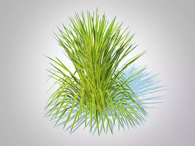 Plant  Hakonechloa - forest grass Low-poly 3D model