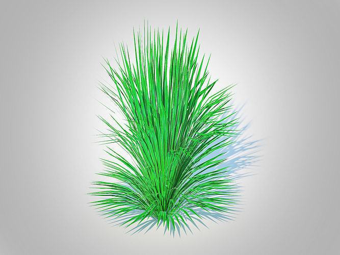 Plant  Helictotrichon sempervirens - blue oat grass   Low-poly 3D model