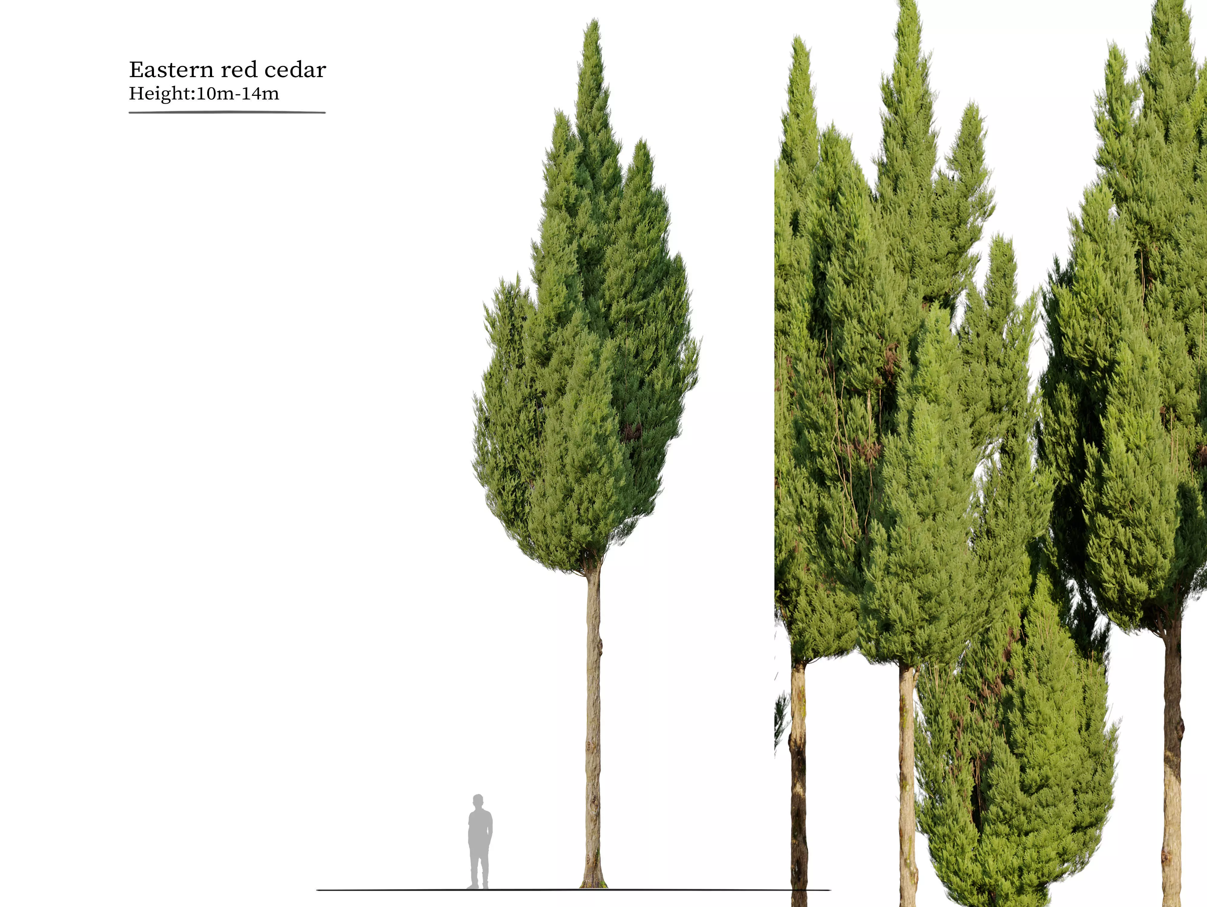 Eastern red cedar 02 3D model
