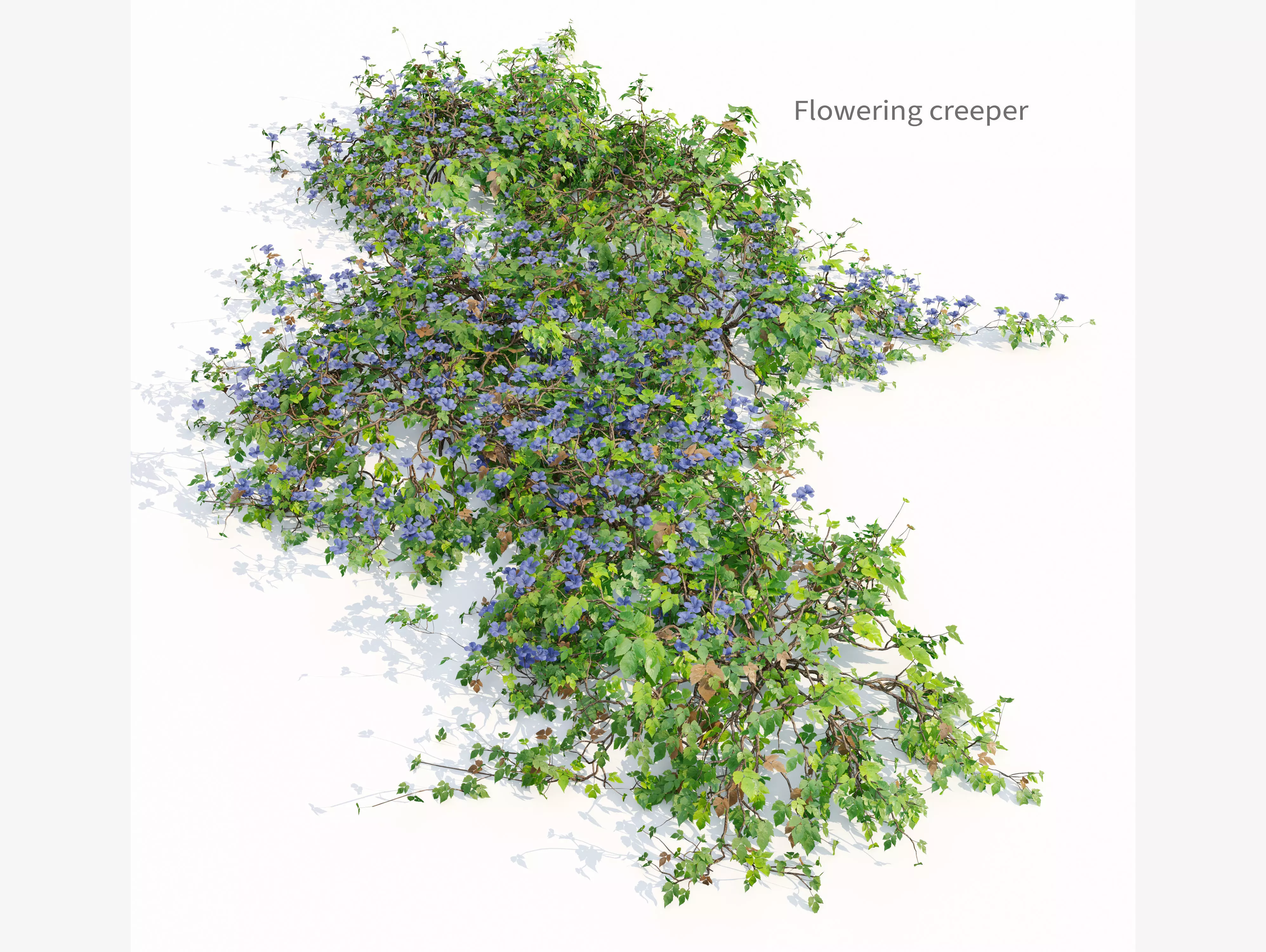 Flowering creeper 3D model