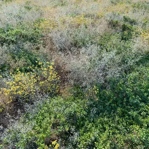 Meadow 19 3D model