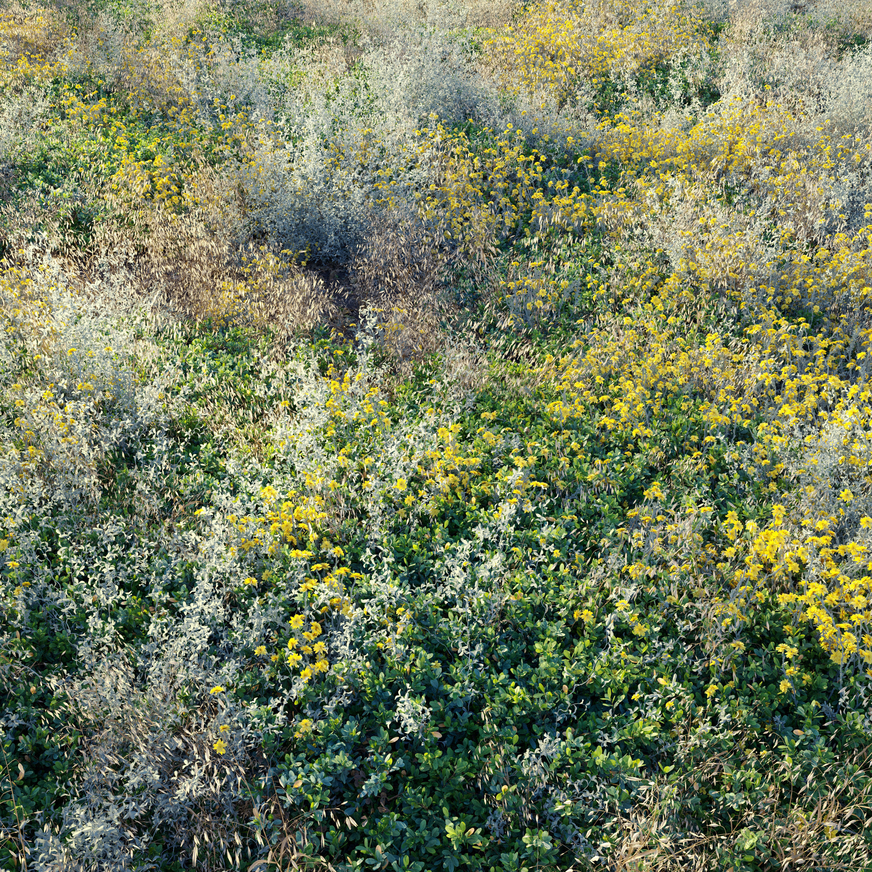 Meadow 19 3D model_1