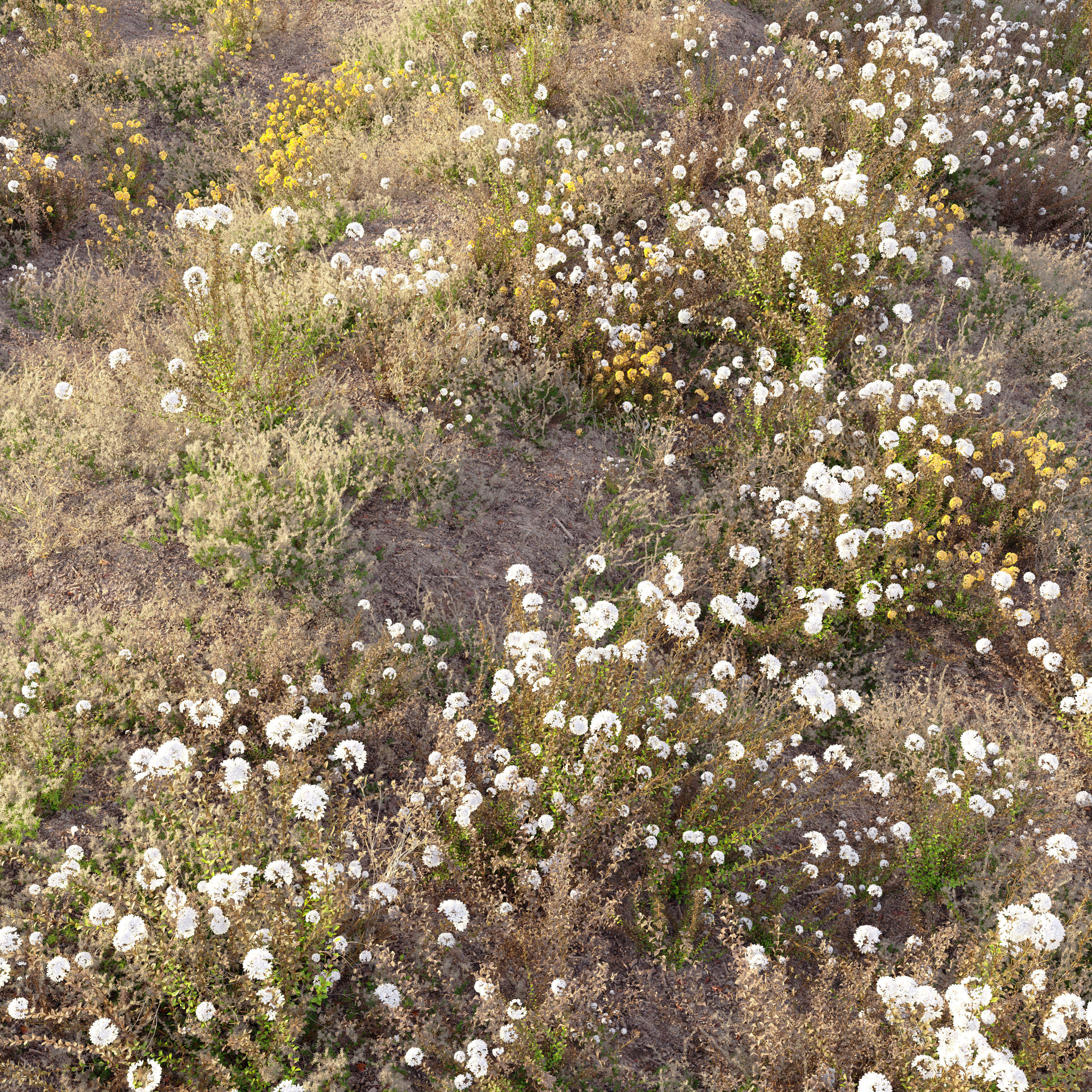 Meadow 20 3D model_1