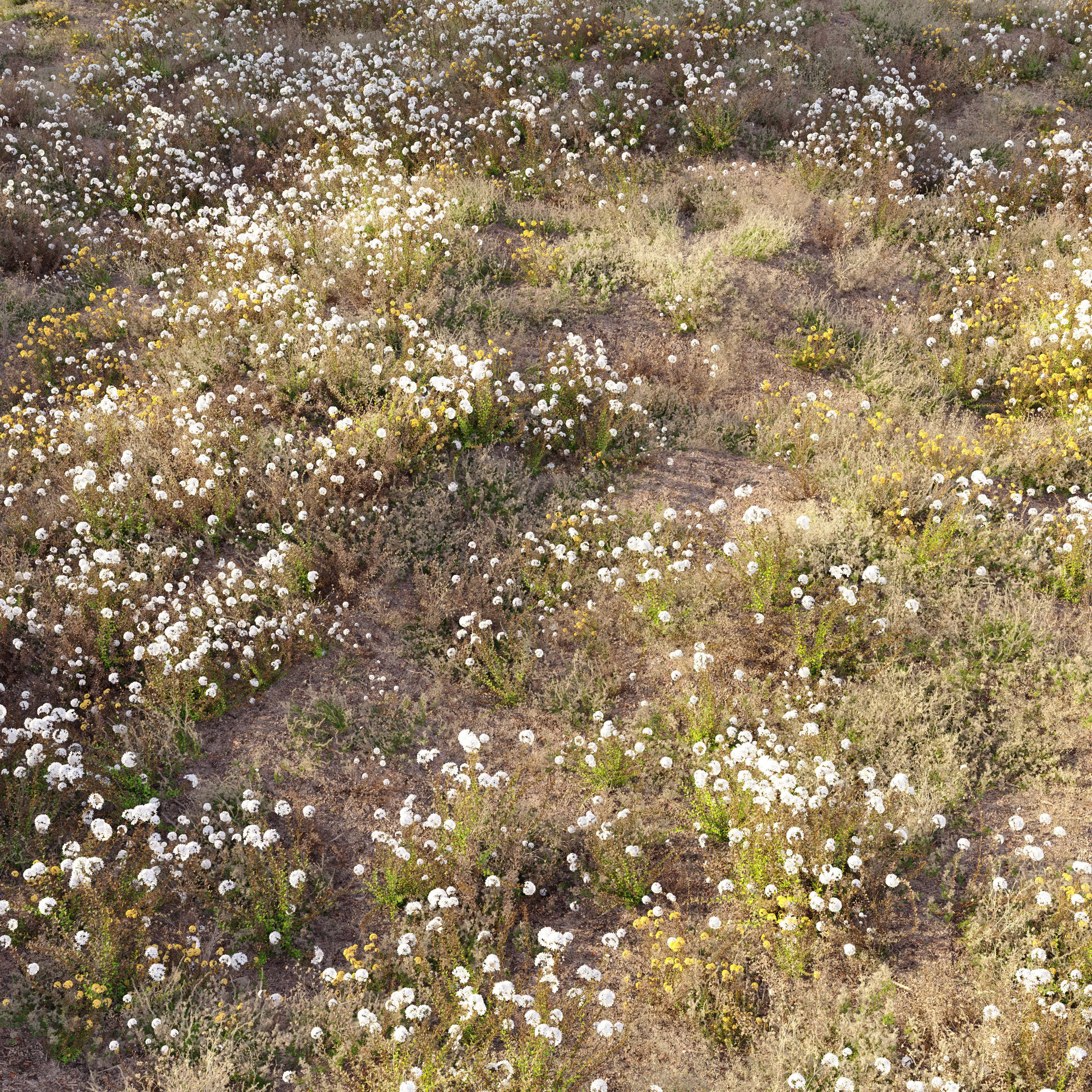 Meadow 20 3D model_0