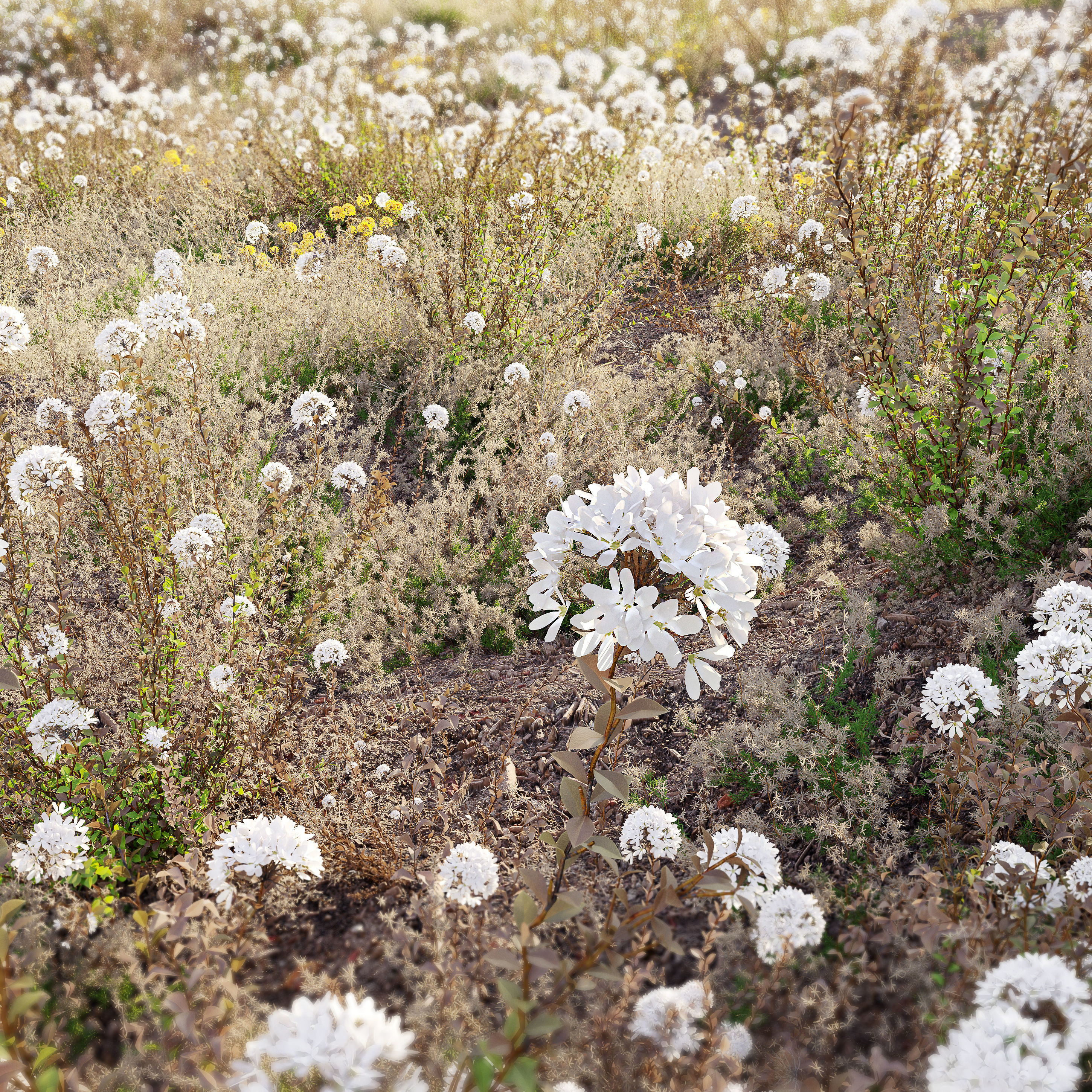 Meadow 20 3D model_2