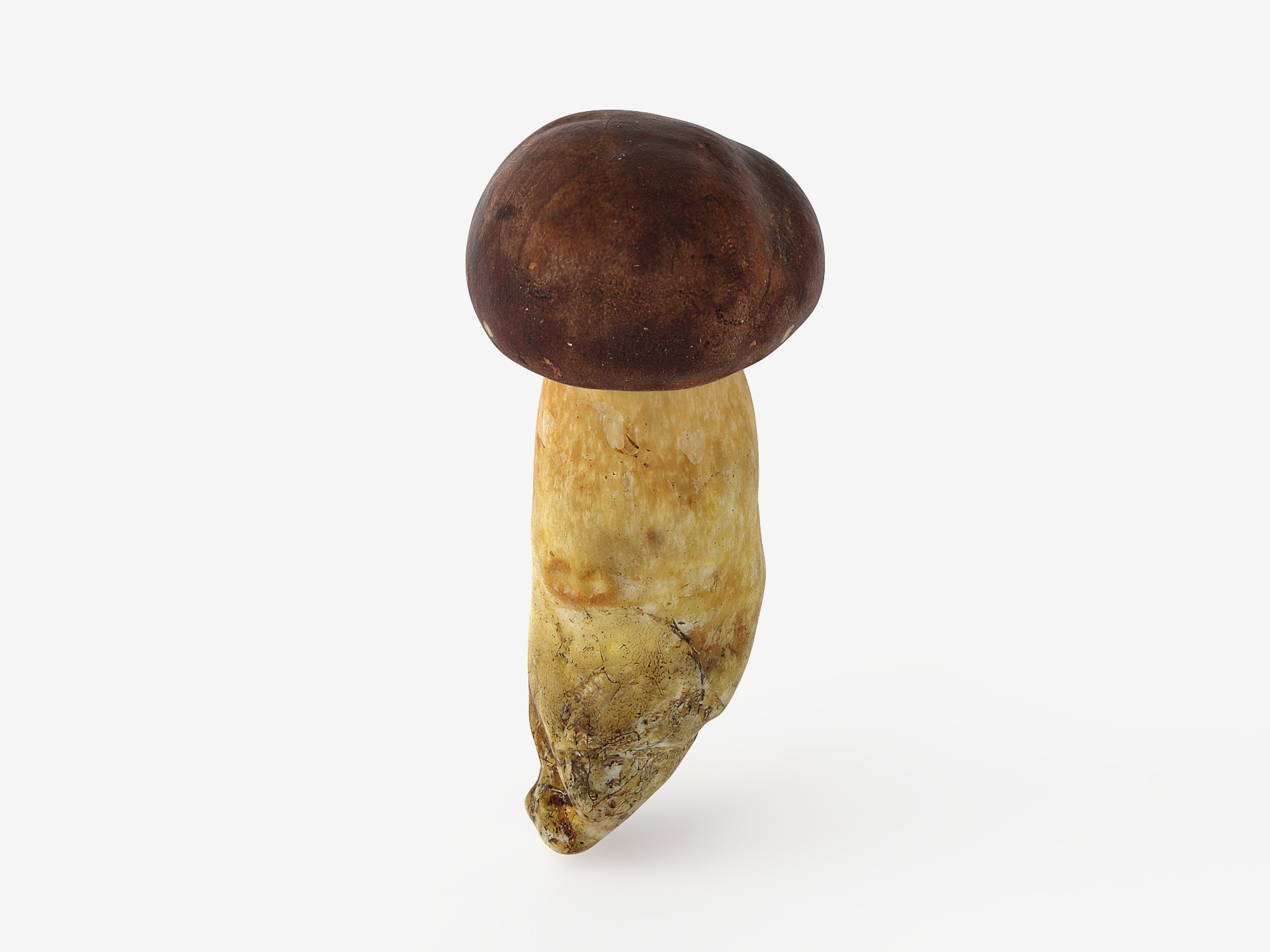 Boletus Badius 02 Low-poly 3D model_7