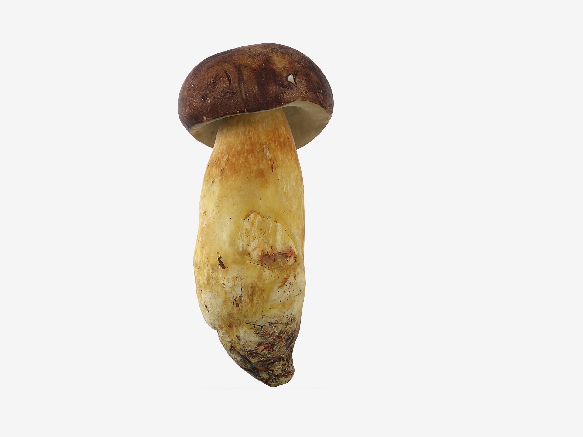 Boletus Badius 02 Low-poly 3D model_8