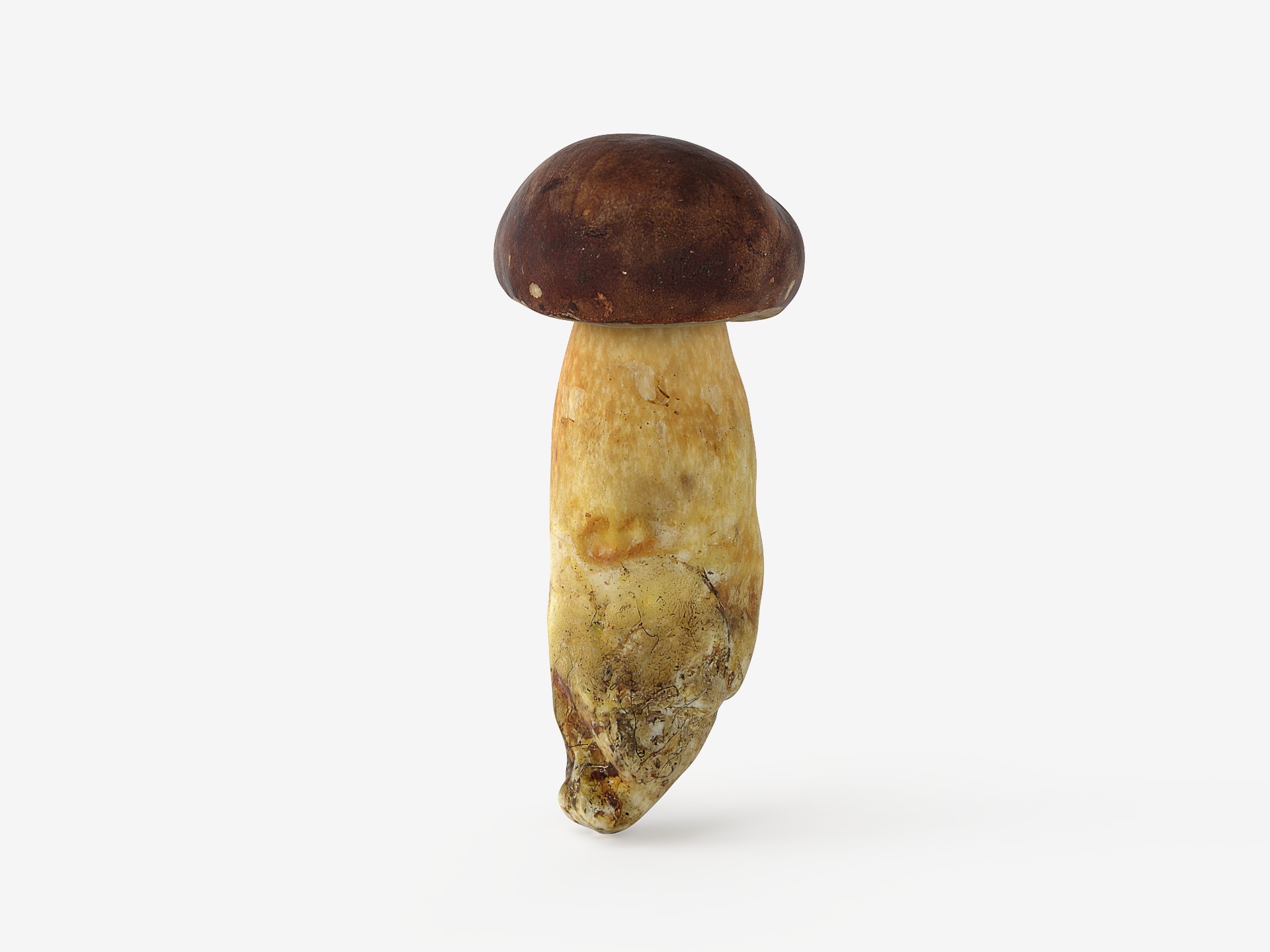 Boletus Badius 02 Low-poly 3D model_6