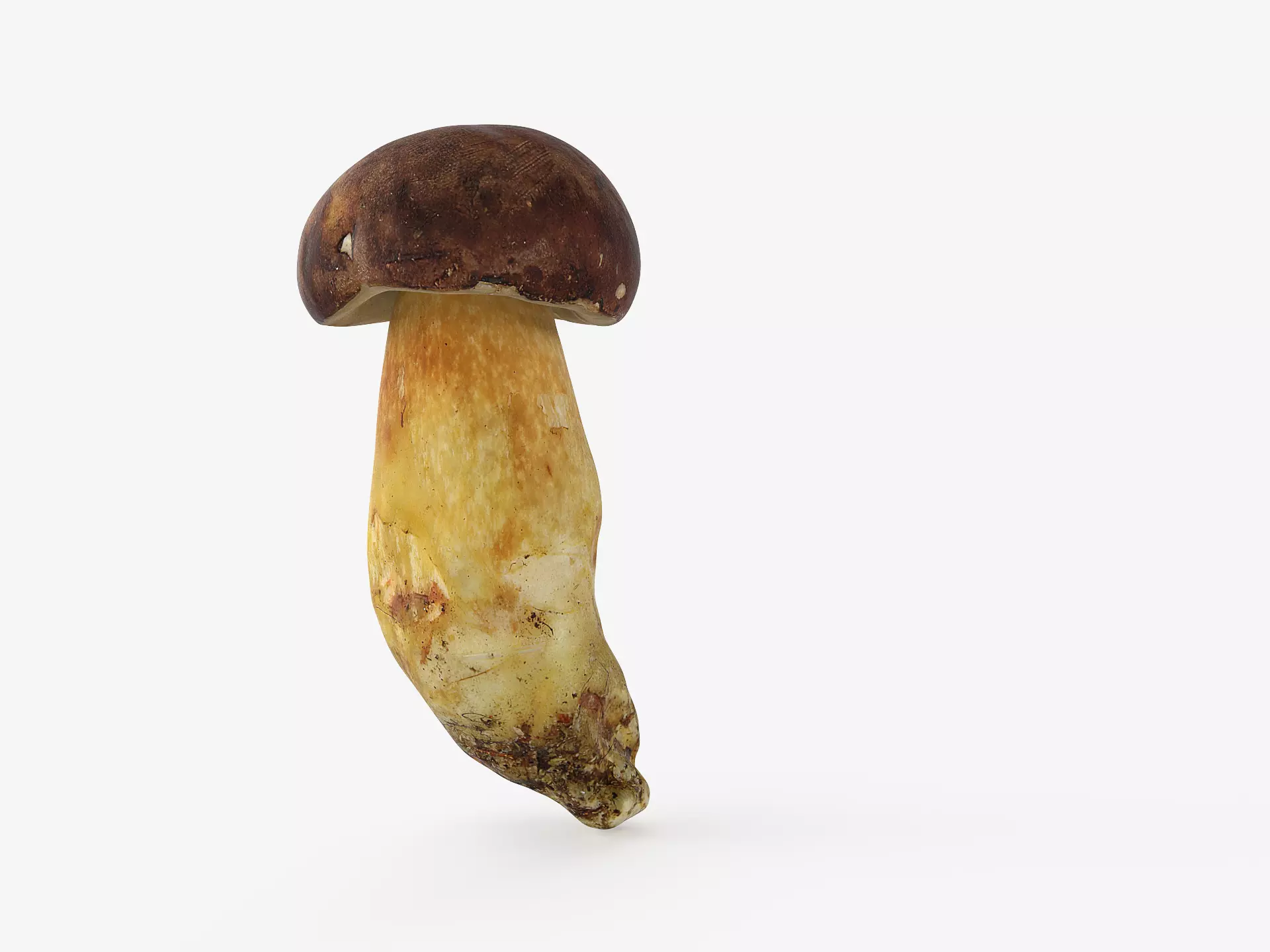 Boletus Badius 02 Low-poly 3D model_0