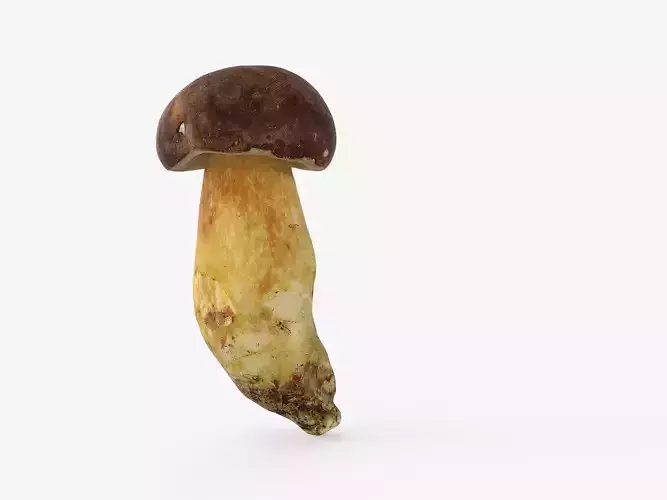 Boletus Badius 02