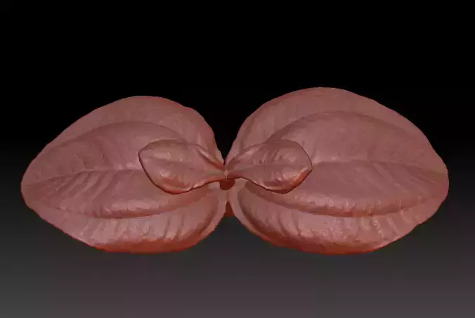 3D printing leaves STL leaves 3D Download Velvet tree leaves