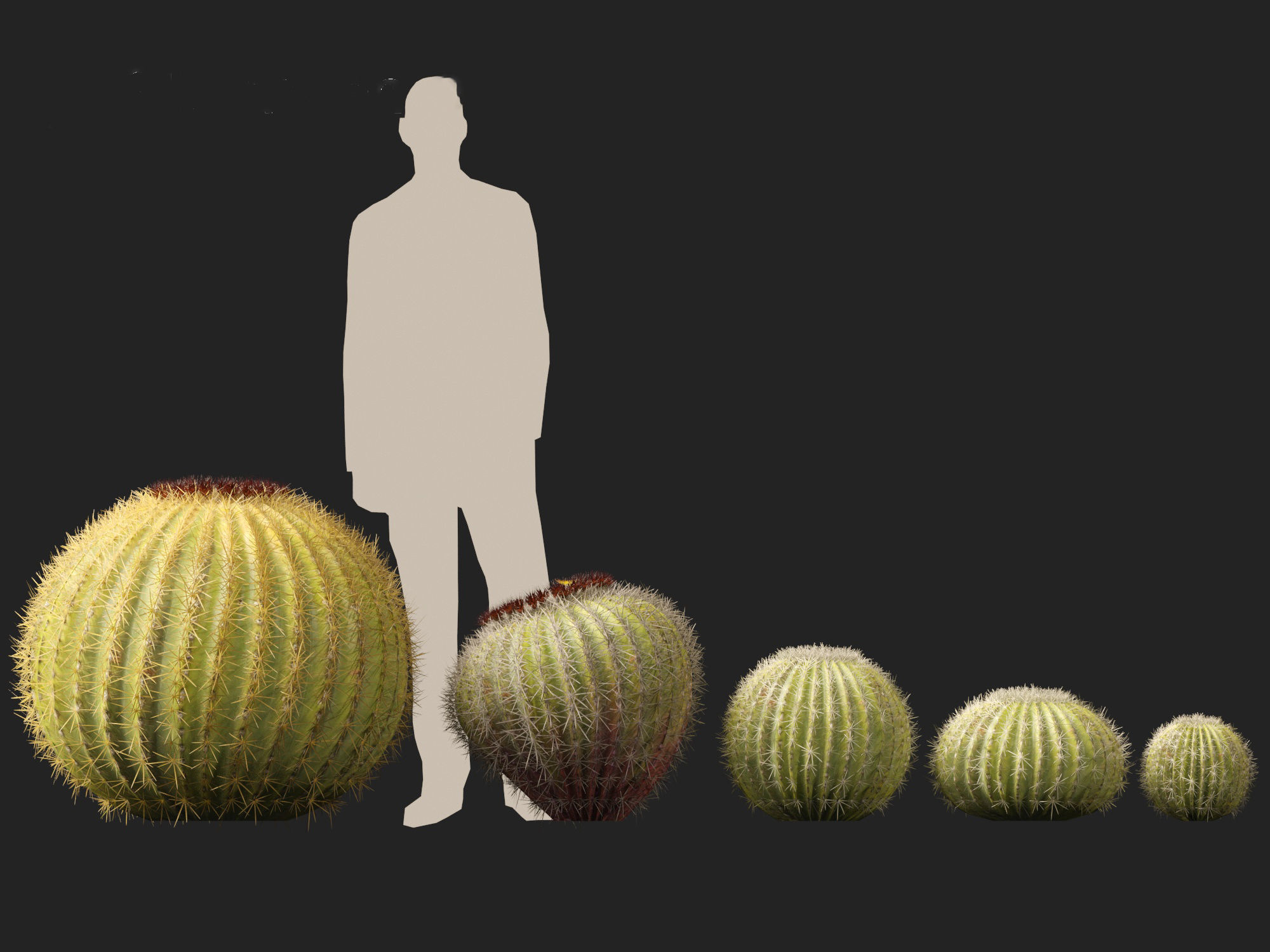 HighpolyLow Poly - Echinocactus grusonii - Golden Barrell Cactus Low-poly 3D model_15