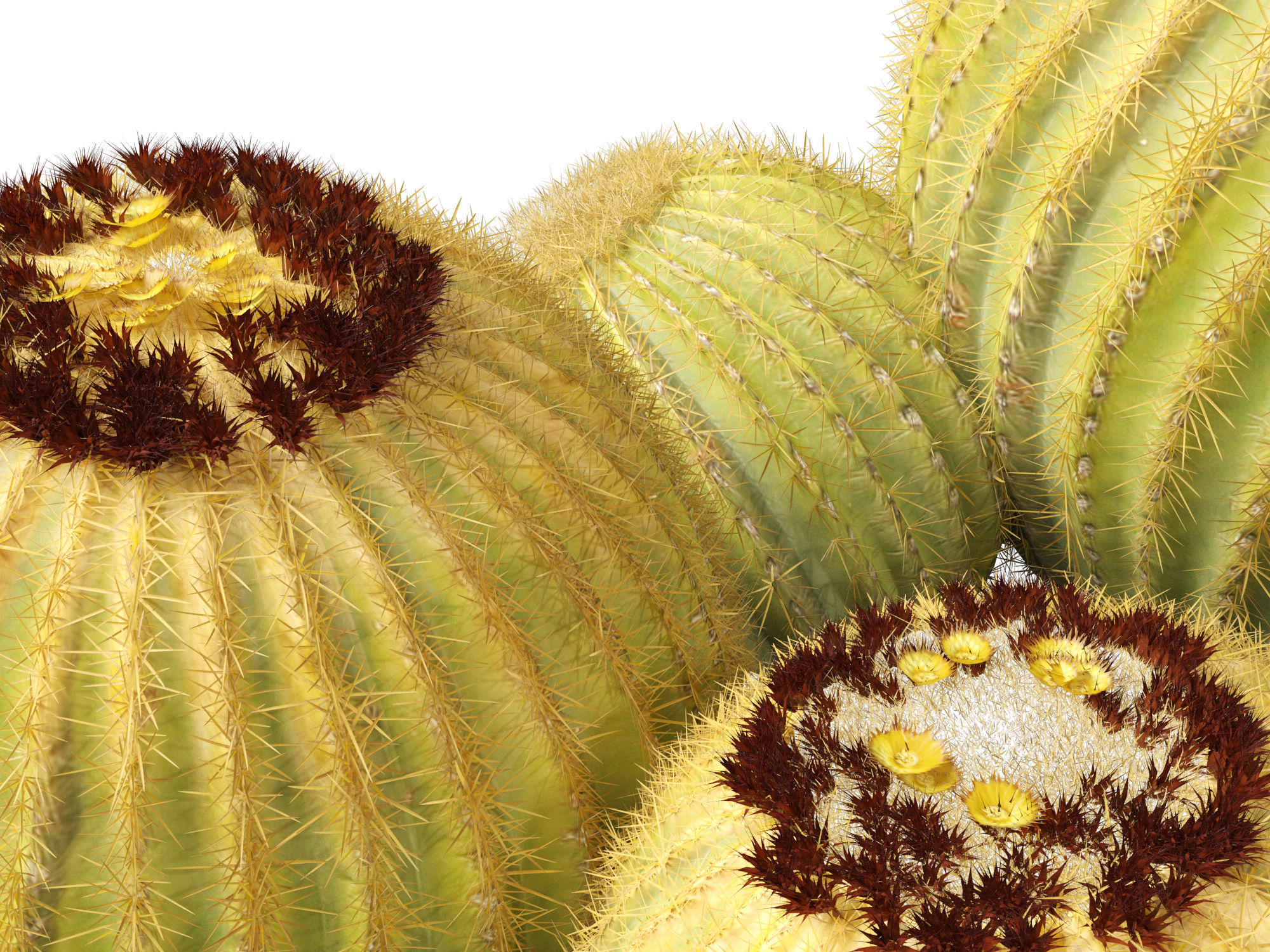 HighpolyLow Poly - Echinocactus grusonii - Golden Barrell Cactus Low-poly 3D model_3