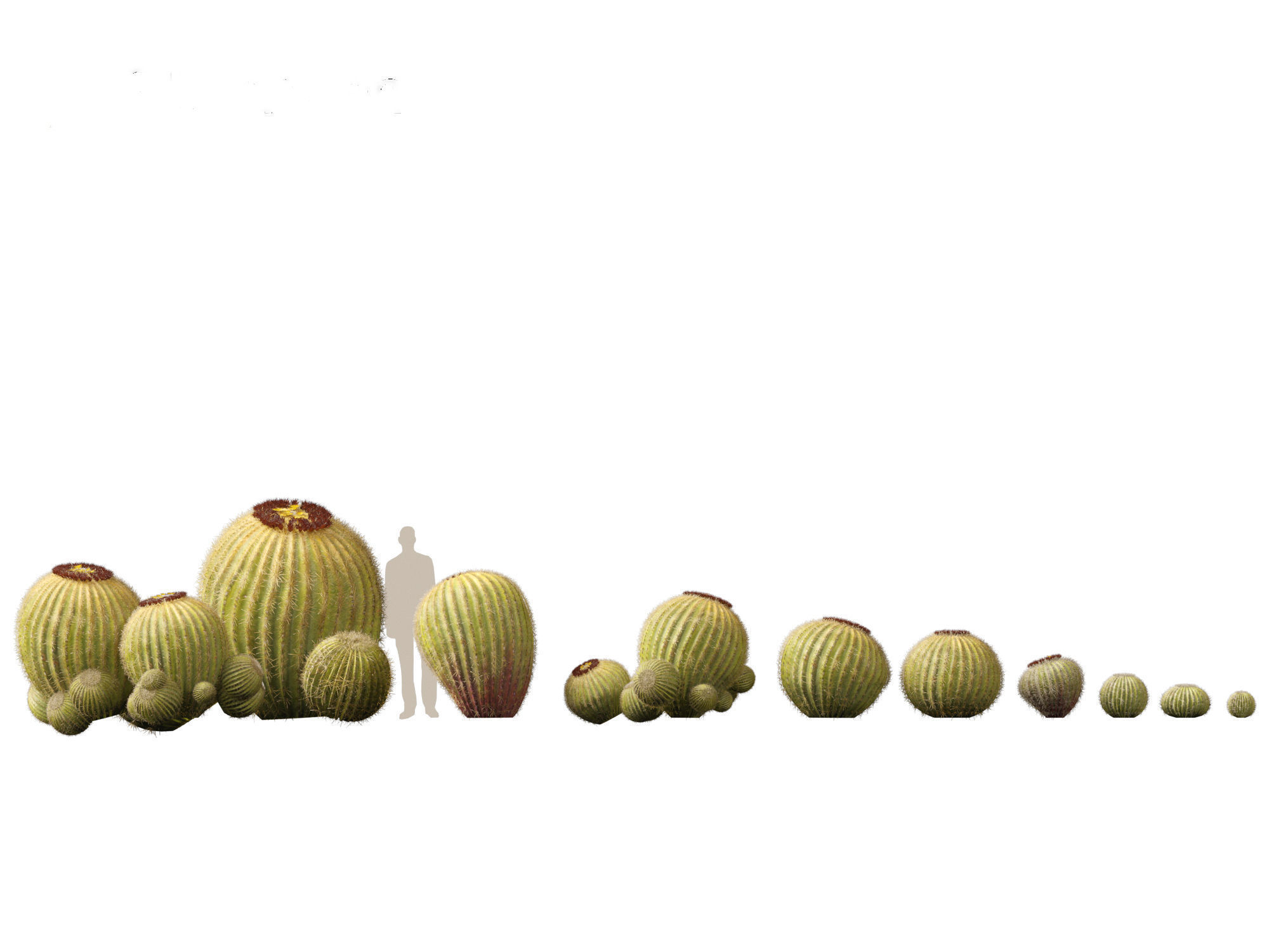 HighpolyLow Poly - Echinocactus grusonii - Golden Barrell Cactus Low-poly 3D model_1