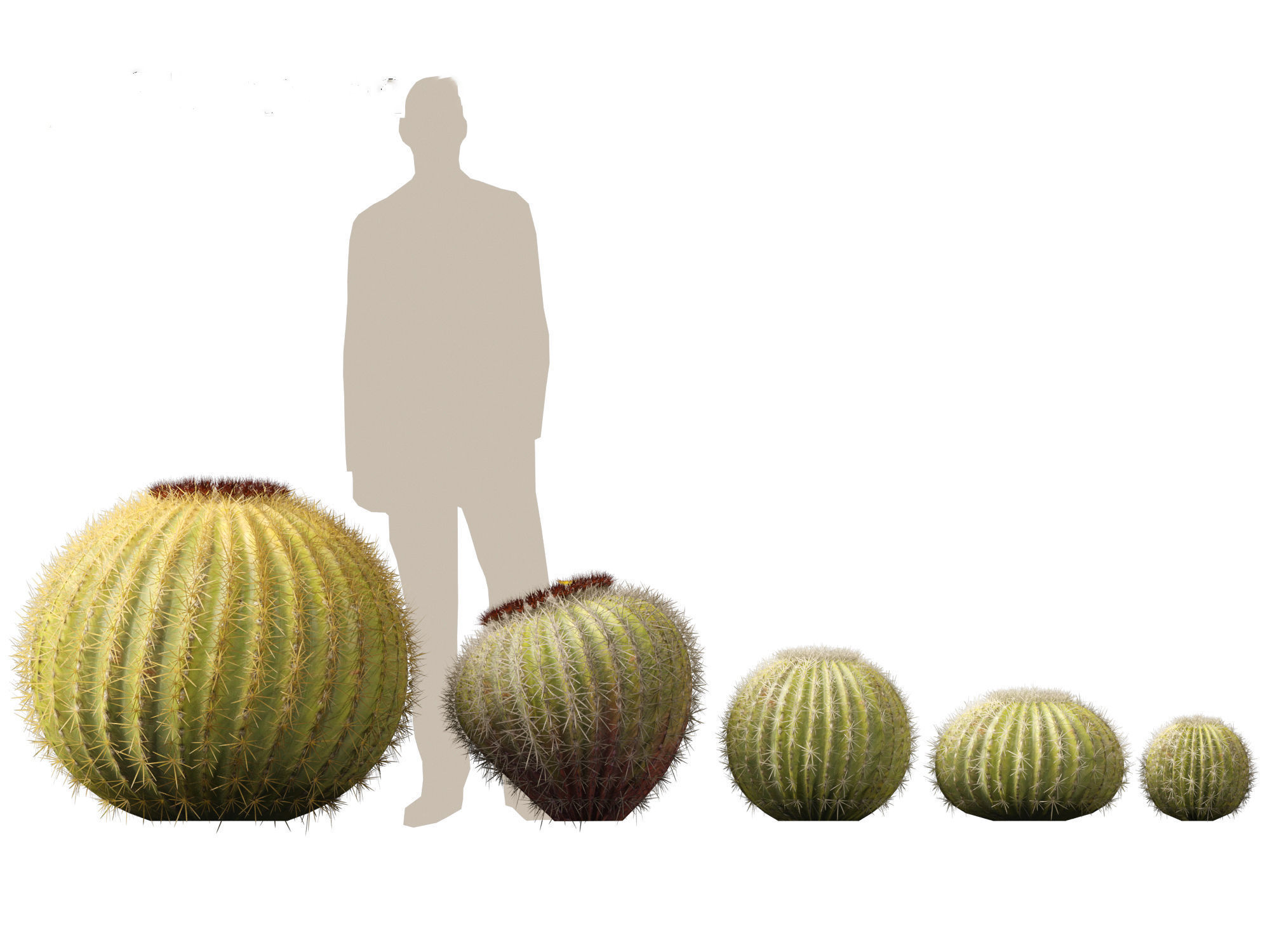 HighpolyLow Poly - Echinocactus grusonii - Golden Barrell Cactus Low-poly 3D model_14