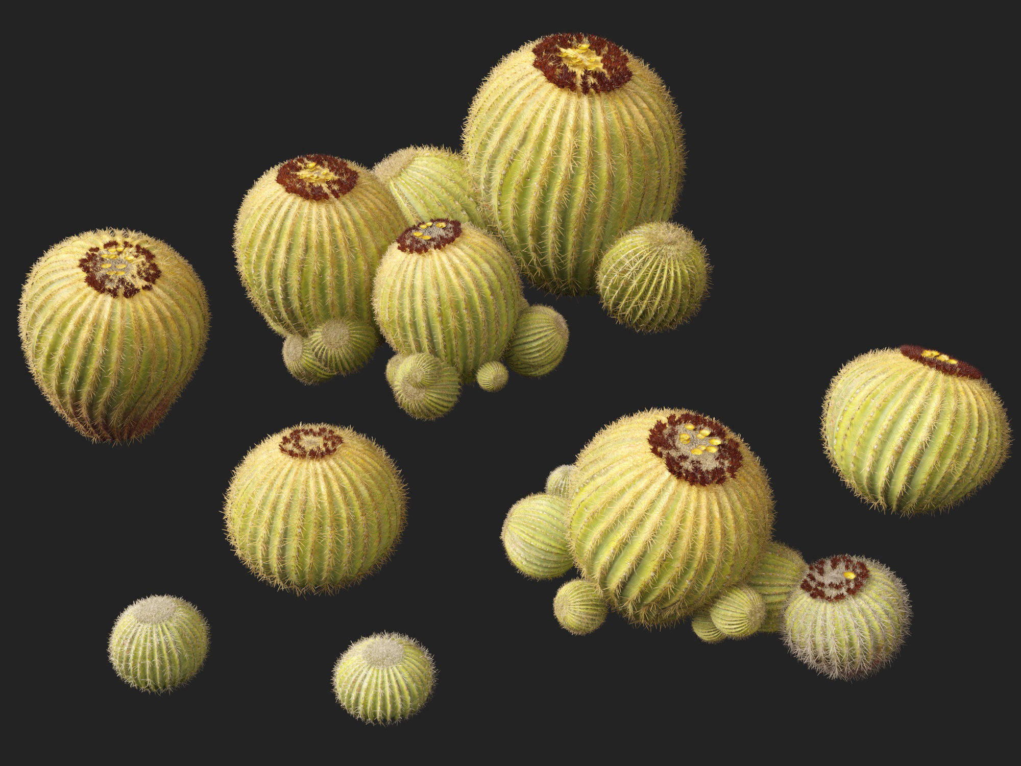 HighpolyLow Poly - Echinocactus grusonii - Golden Barrell Cactus Low-poly 3D model_2