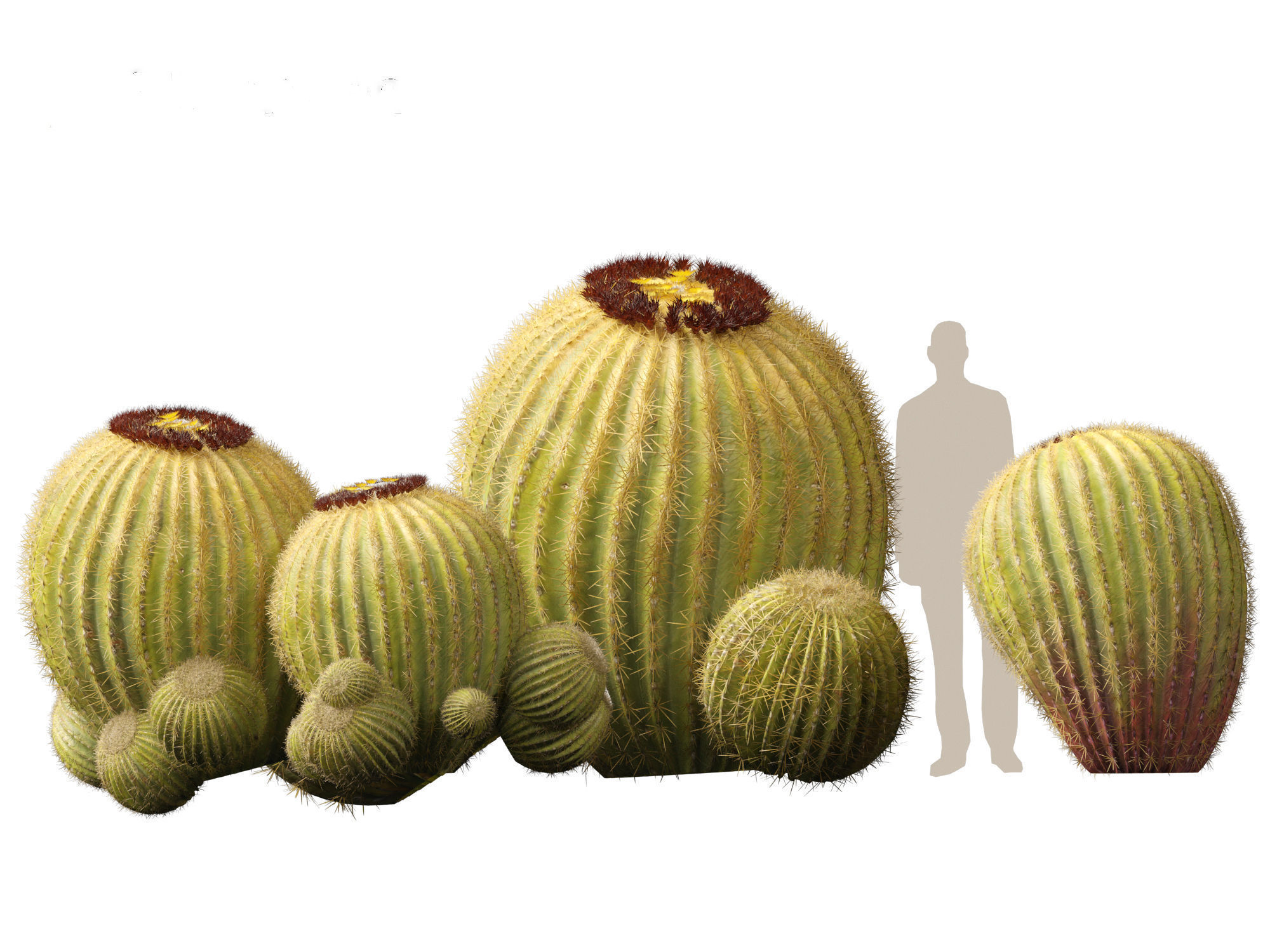 HighpolyLow Poly - Echinocactus grusonii - Golden Barrell Cactus Low-poly 3D model_10