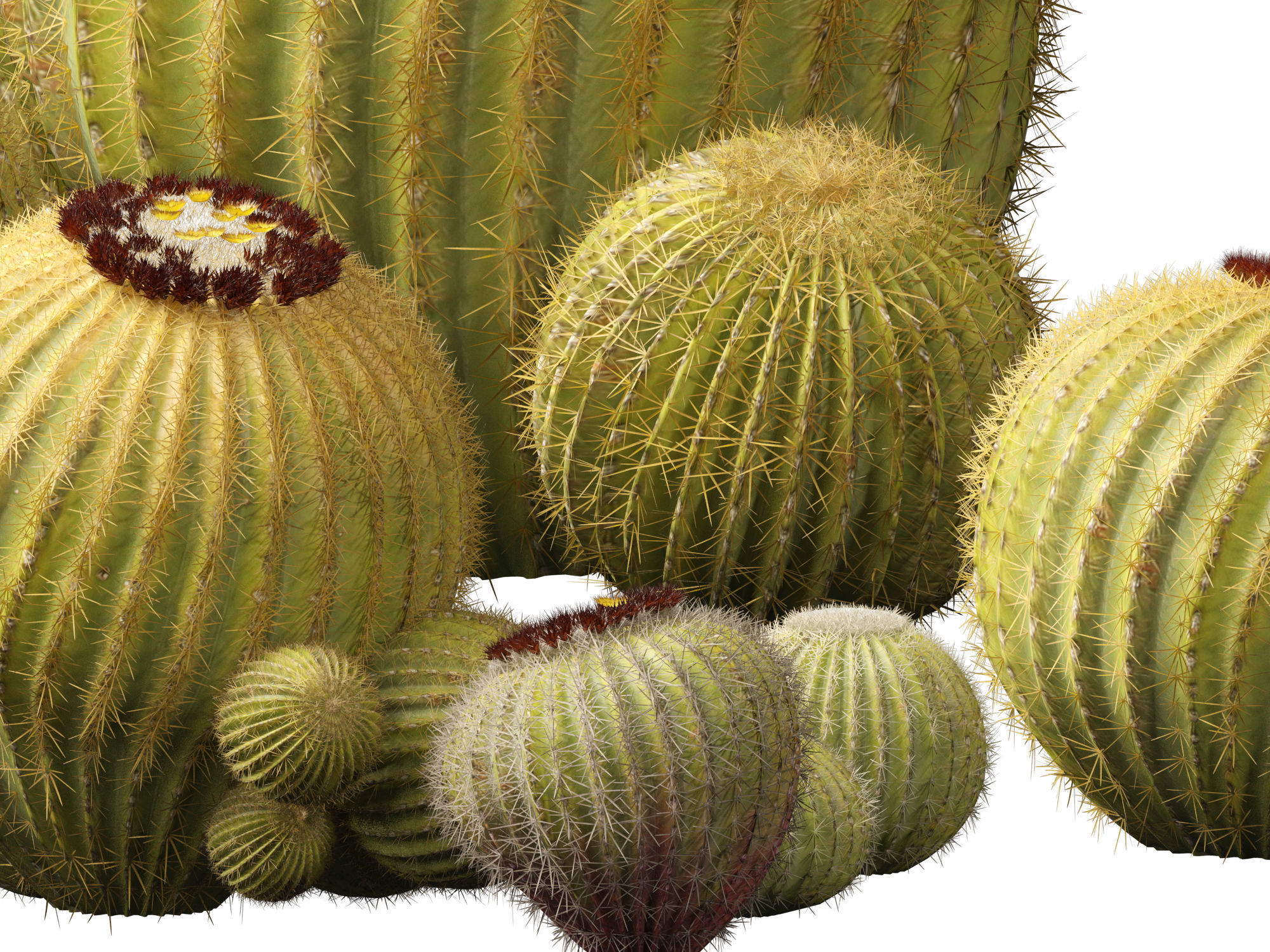 HighpolyLow Poly - Echinocactus grusonii - Golden Barrell Cactus Low-poly 3D model_7