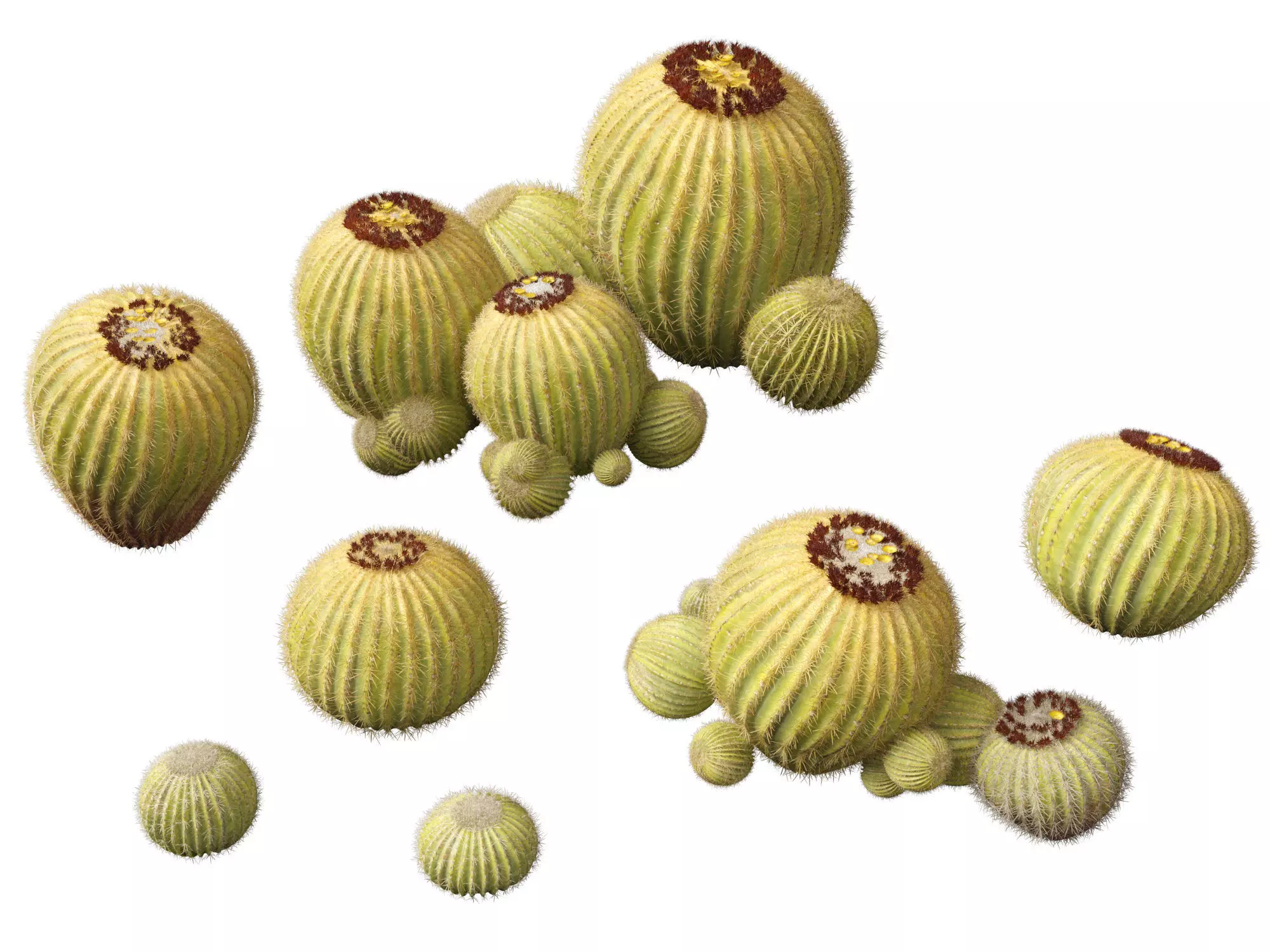 HighpolyLow Poly - Echinocactus grusonii - Golden Barrell Cactus Low-poly 3D model_0